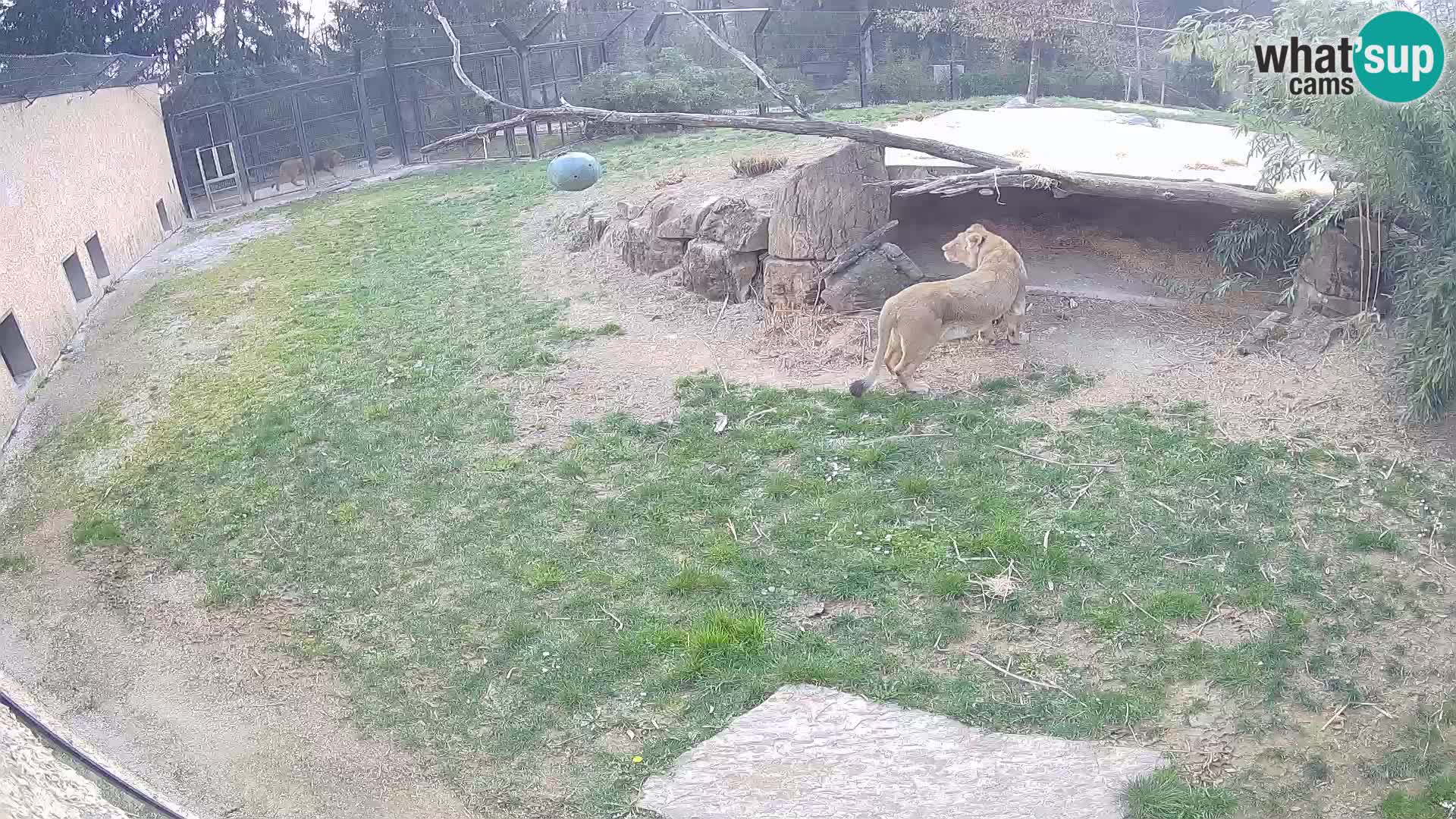 LION webcam en direct du zoo de Ljubljana – Slovénie