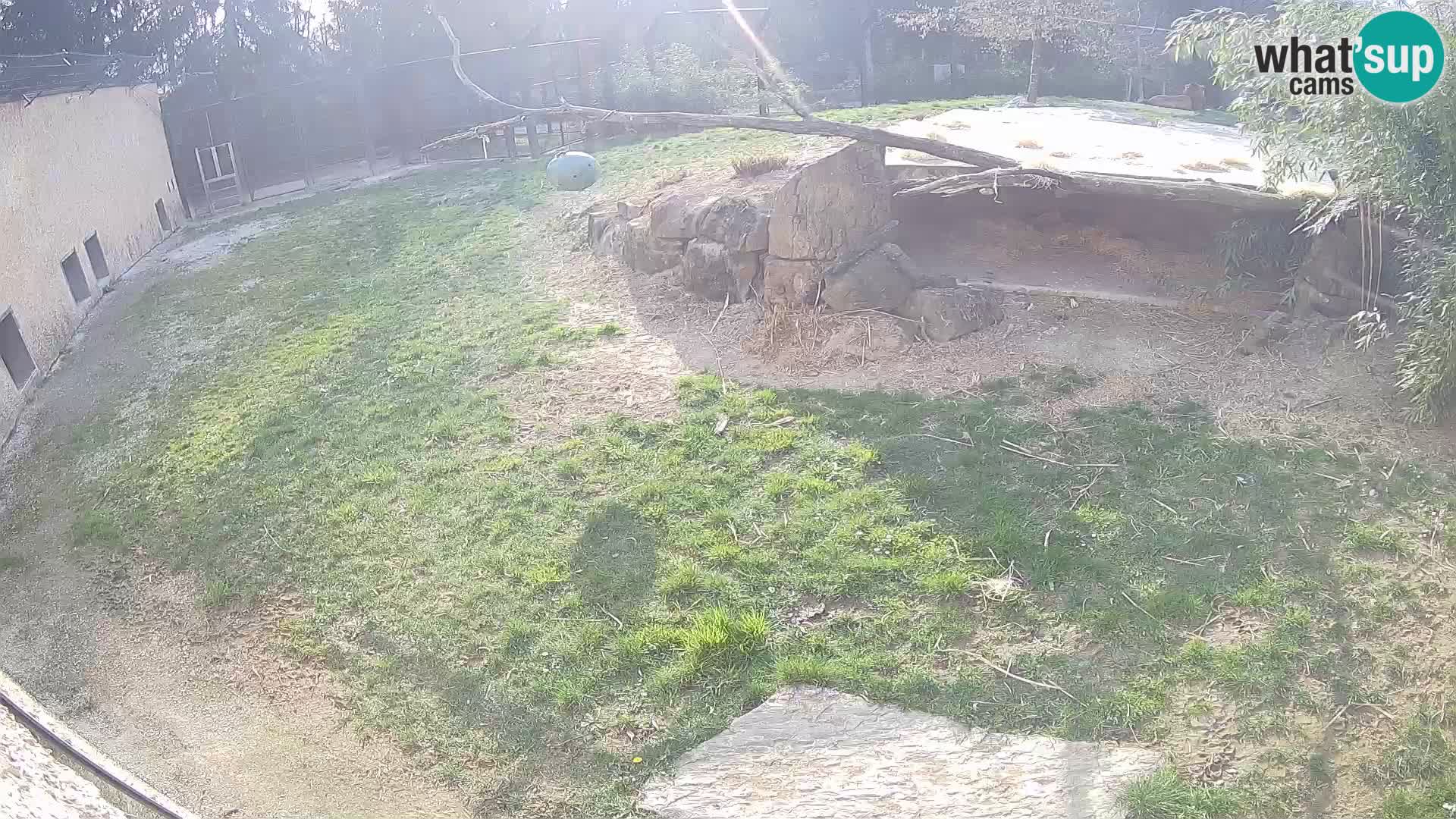 LEON Webcam en vivo en Ljubljana Zoo – Eslovenia