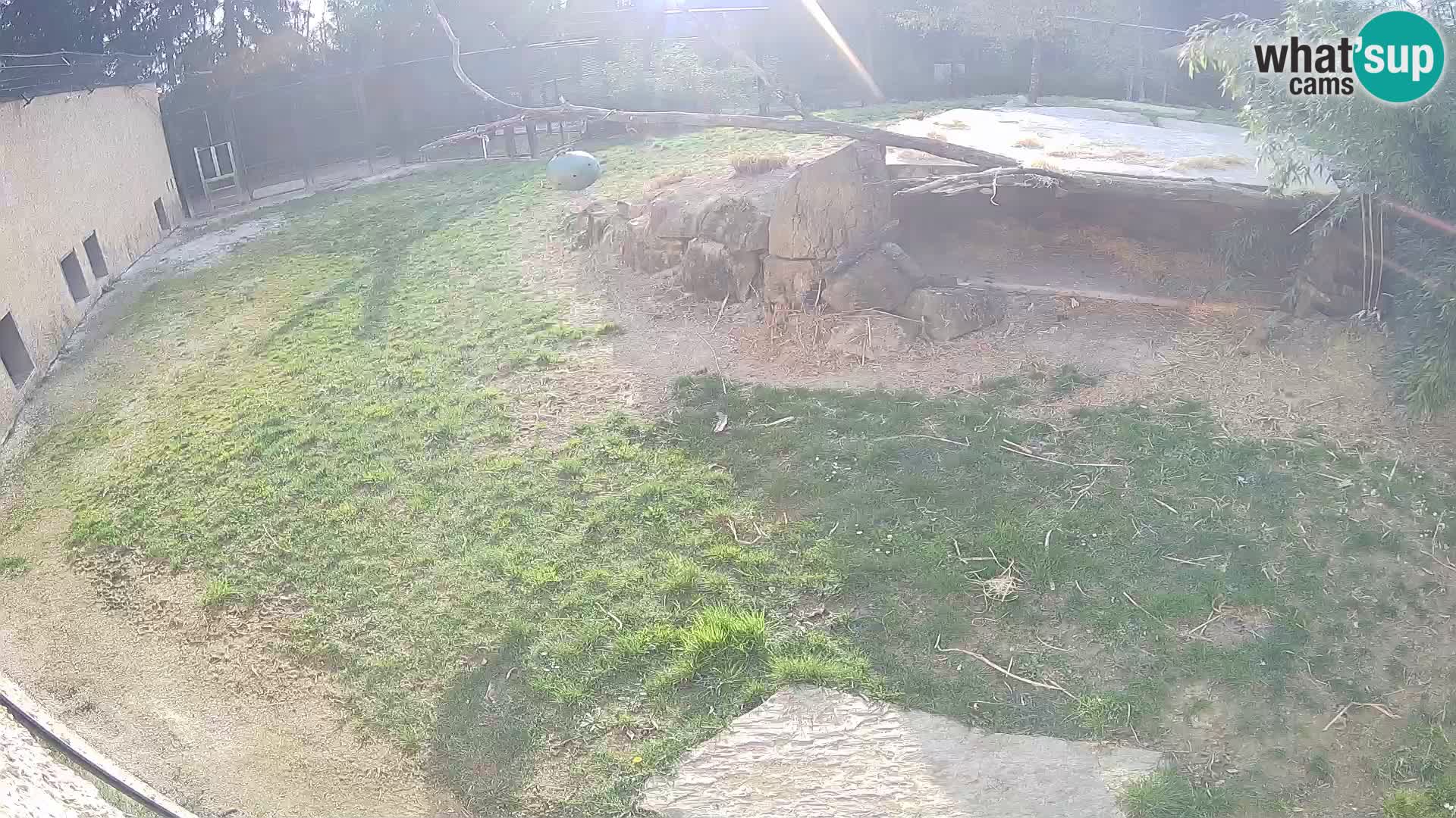 Lavovi web kamera uživo u ljubljanskom zoološkom vrtu – Slovenija