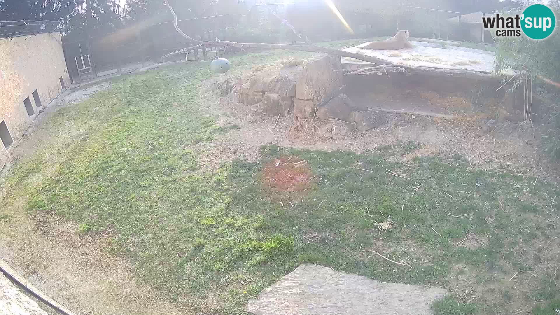 LEONE live Webcam nello zoo di Lubiana – Slovenia