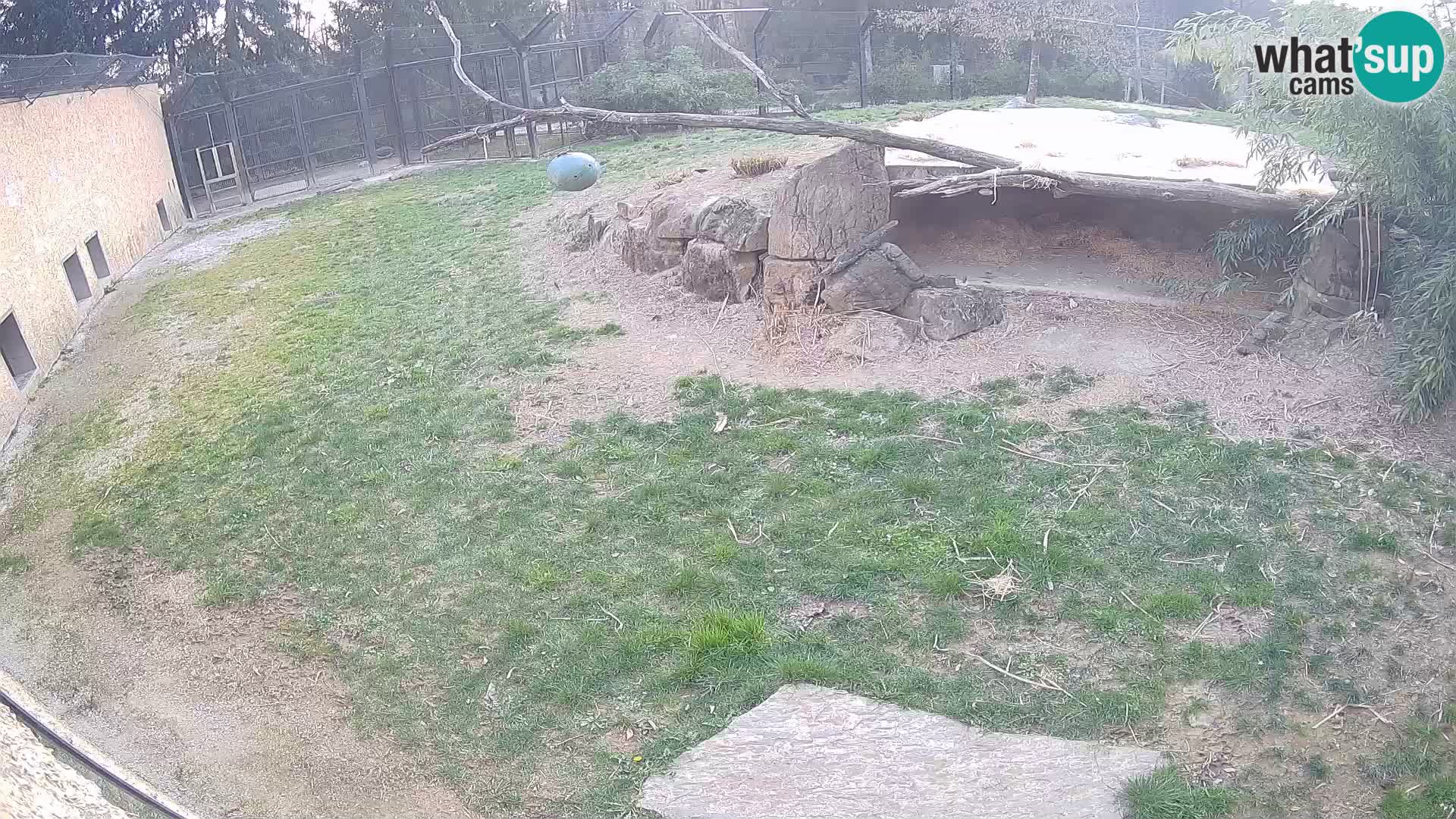 Lavovi web kamera uživo u ljubljanskom zoološkom vrtu – Slovenija