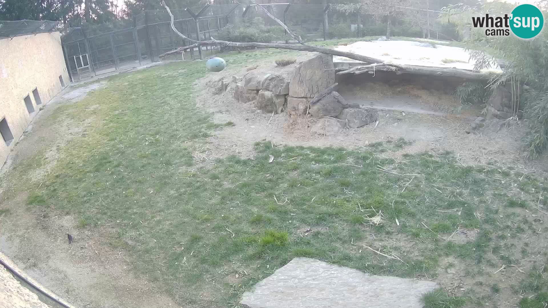 LEONE live Webcam nello zoo di Lubiana – Slovenia