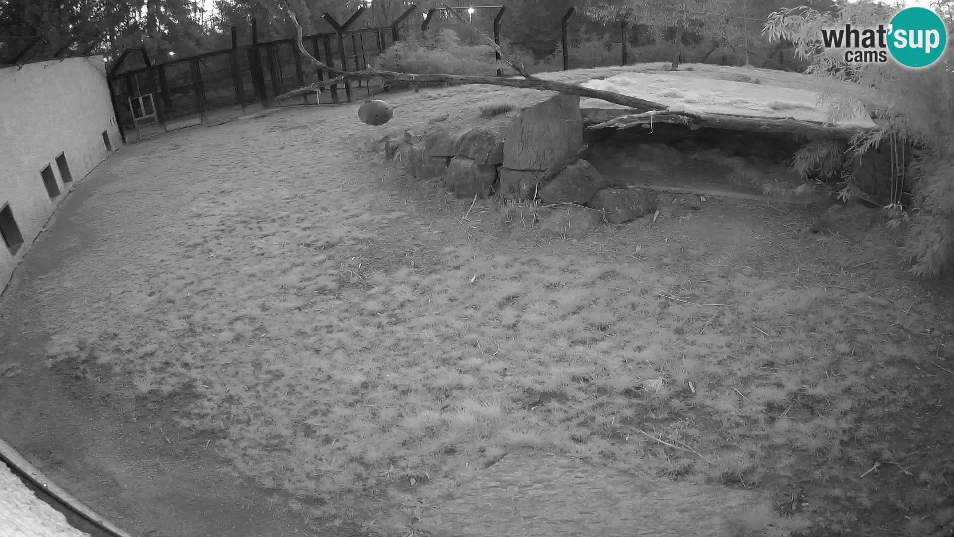 Löwe live Webcam im Zoo von Ljubljana – Slowenien