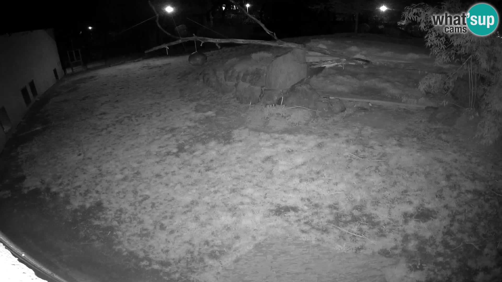 LEONE live Webcam nello zoo di Lubiana – Slovenia