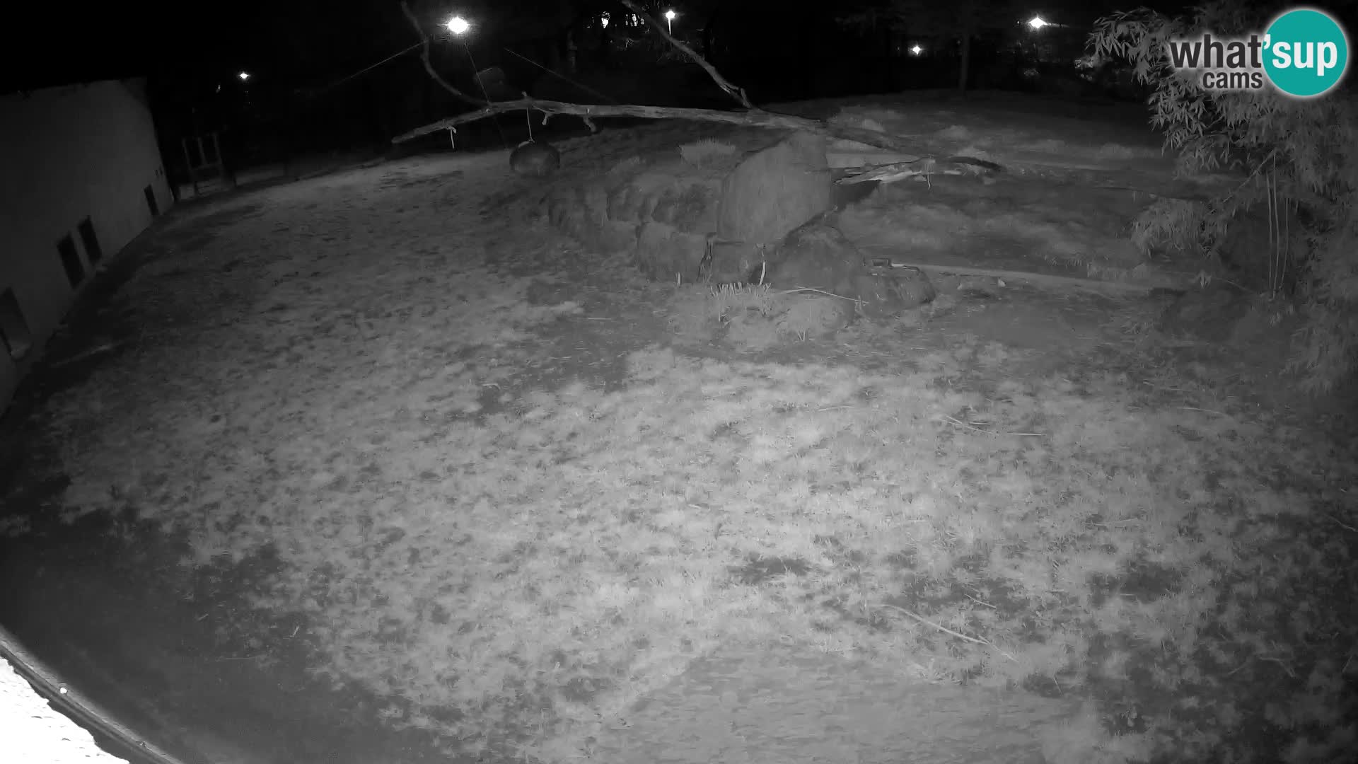 LEVI spletna kamera v živalskem vrtu Ljubljana Zoo