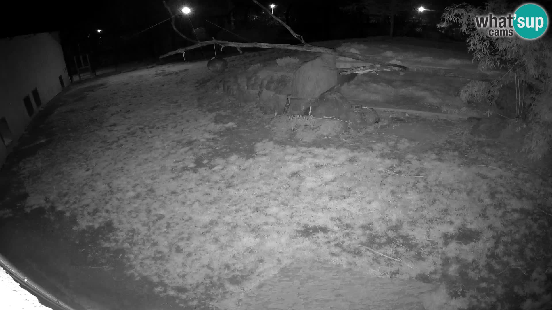 Löwe live Webcam im Zoo von Ljubljana – Slowenien