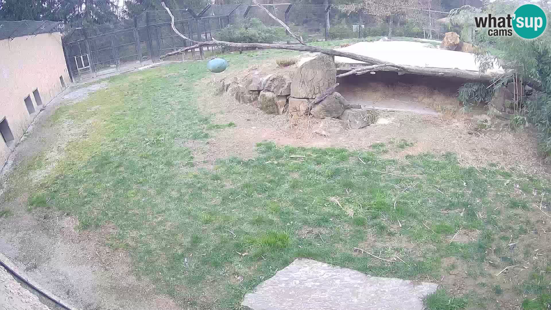 Löwe live Webcam im Zoo von Ljubljana – Slowenien