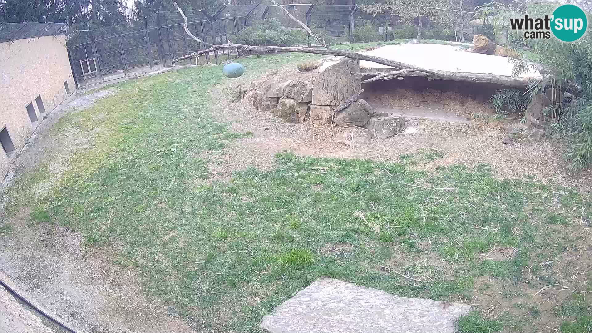 Löwe live Webcam im Zoo von Ljubljana – Slowenien