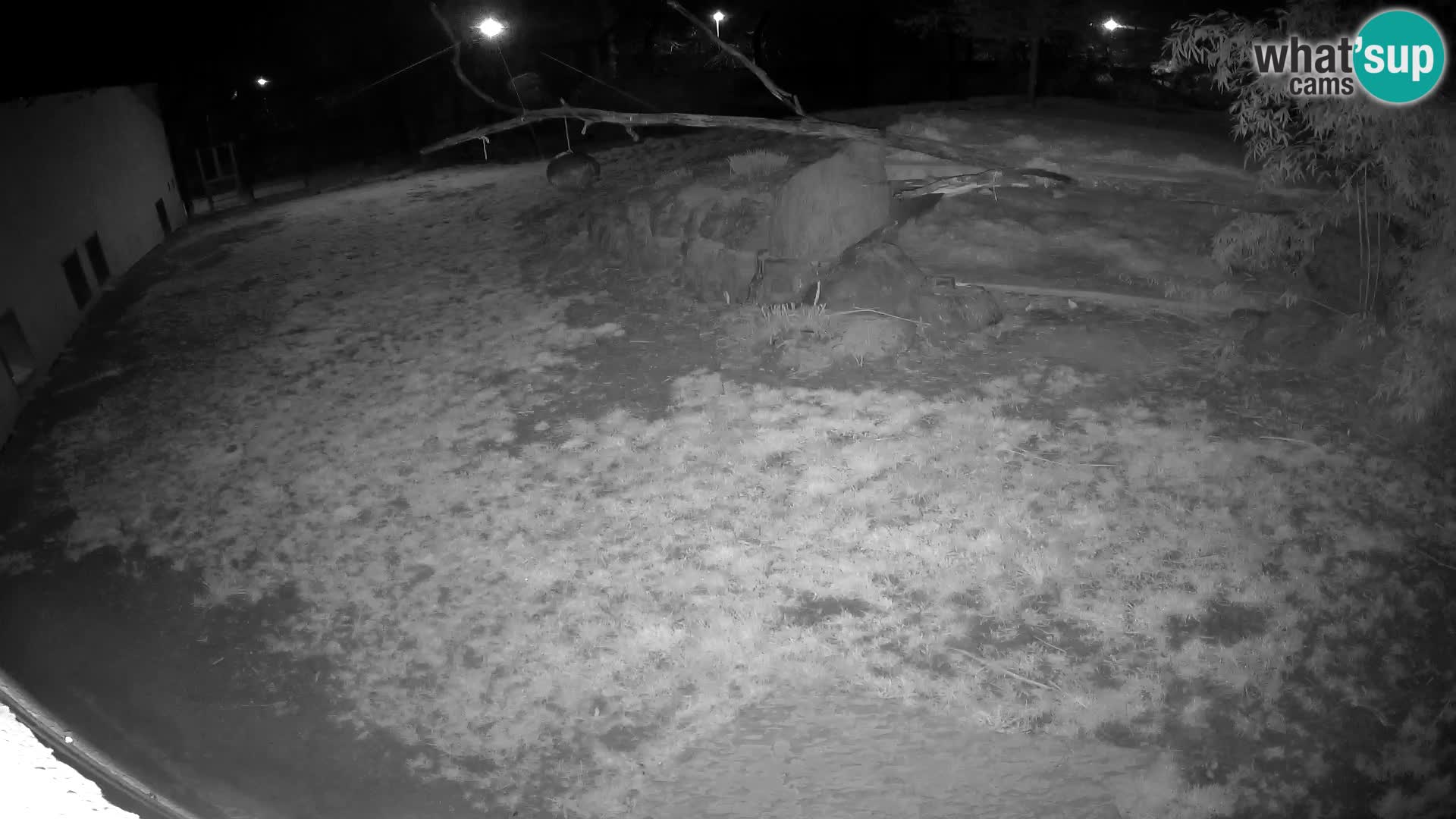 LION webcam en direct du zoo de Ljubljana – Slovénie