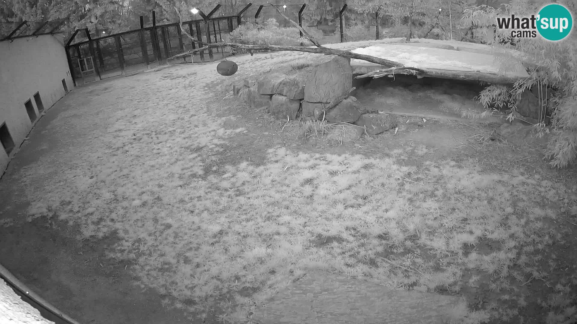 LEON Webcam en vivo en Ljubljana Zoo – Eslovenia