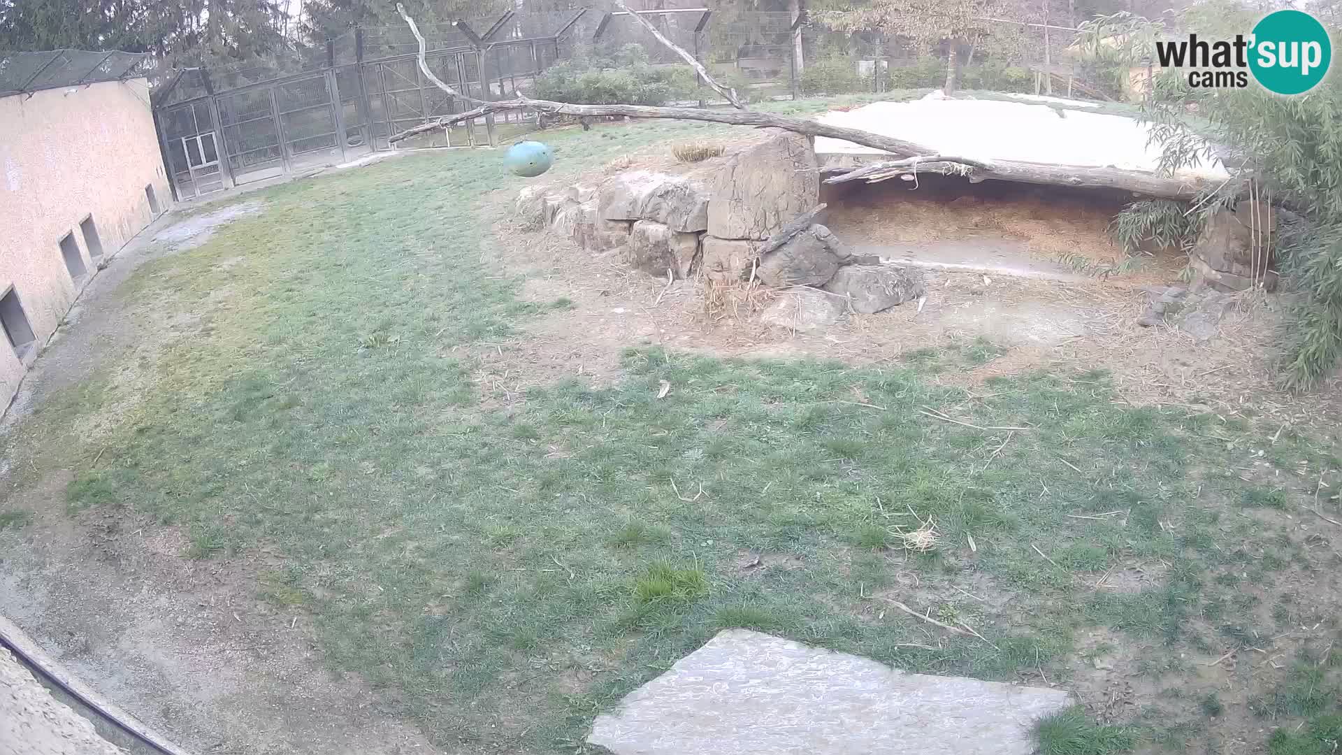 Löwe live Webcam im Zoo von Ljubljana – Slowenien