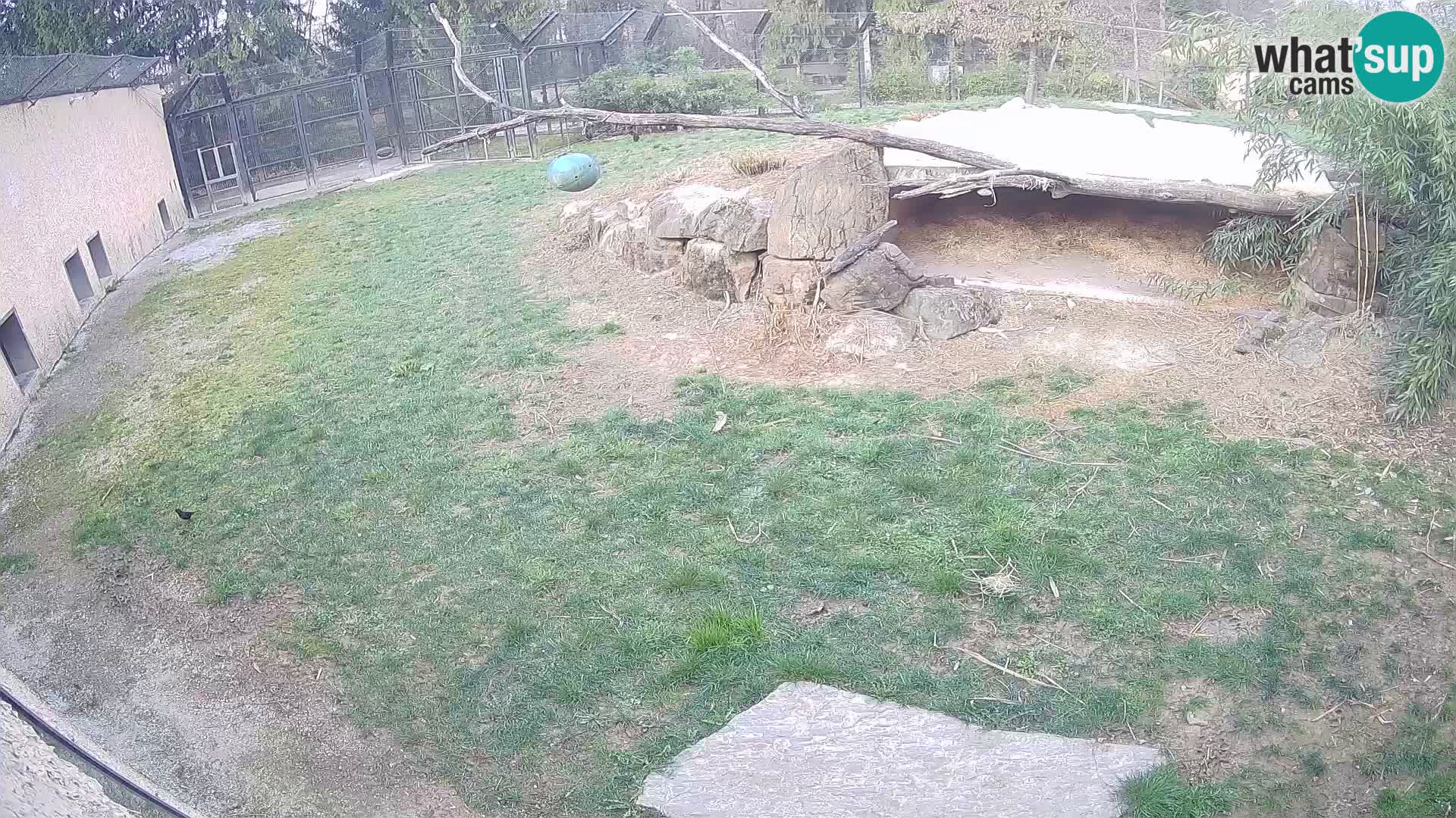 Löwe live Webcam im Zoo von Ljubljana – Slowenien
