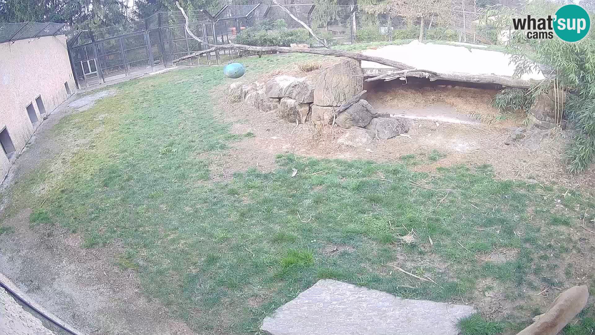 Löwe live Webcam im Zoo von Ljubljana – Slowenien