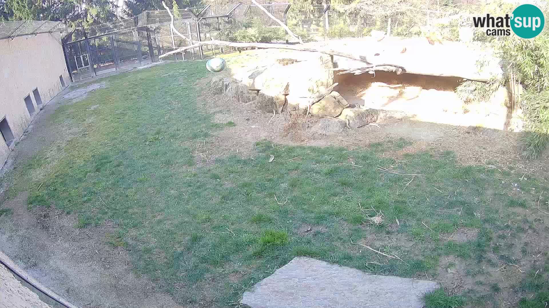 LION live Webcam in Ljubljana Zoo – Slovenia