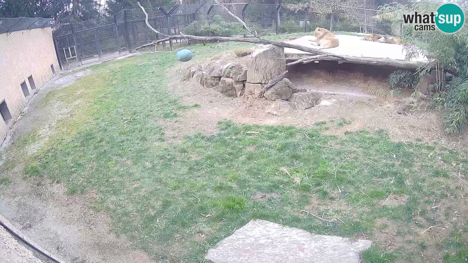 LION live Webcam in Ljubljana Zoo – Slovenia