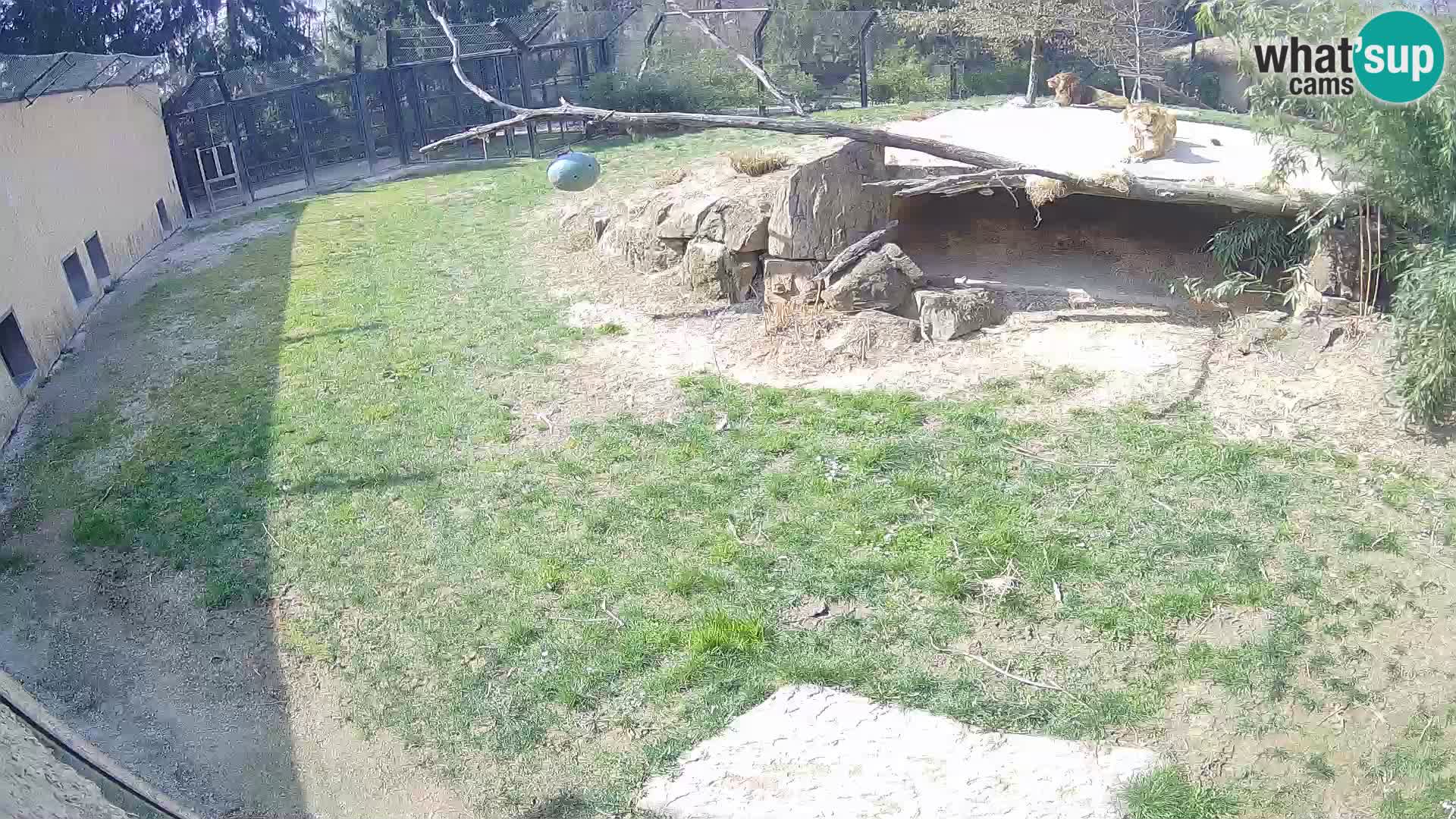 LEON Webcam en vivo en Ljubljana Zoo – Eslovenia