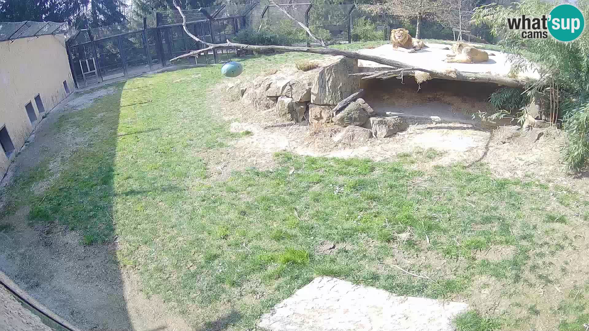 LEVI spletna kamera v živalskem vrtu Ljubljana Zoo