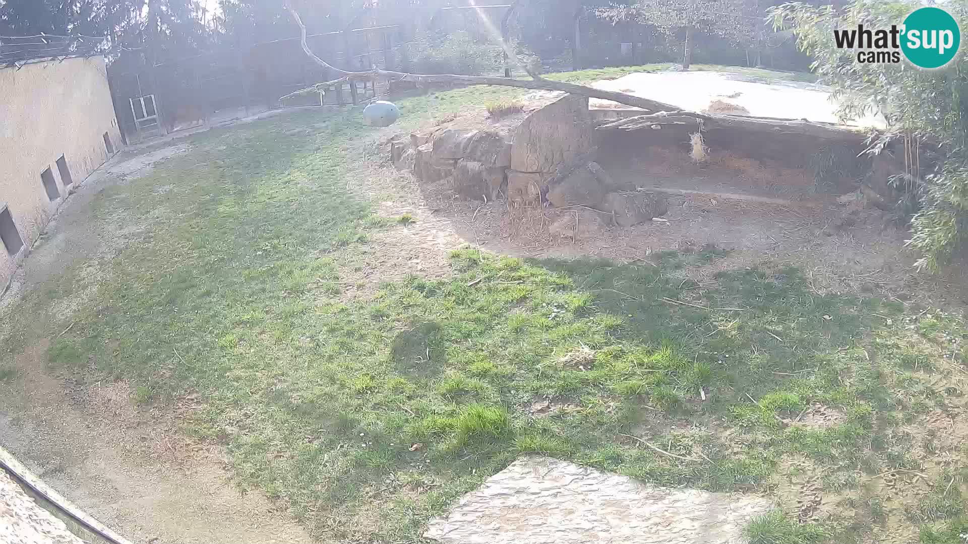 LEONE live Webcam nello zoo di Lubiana – Slovenia