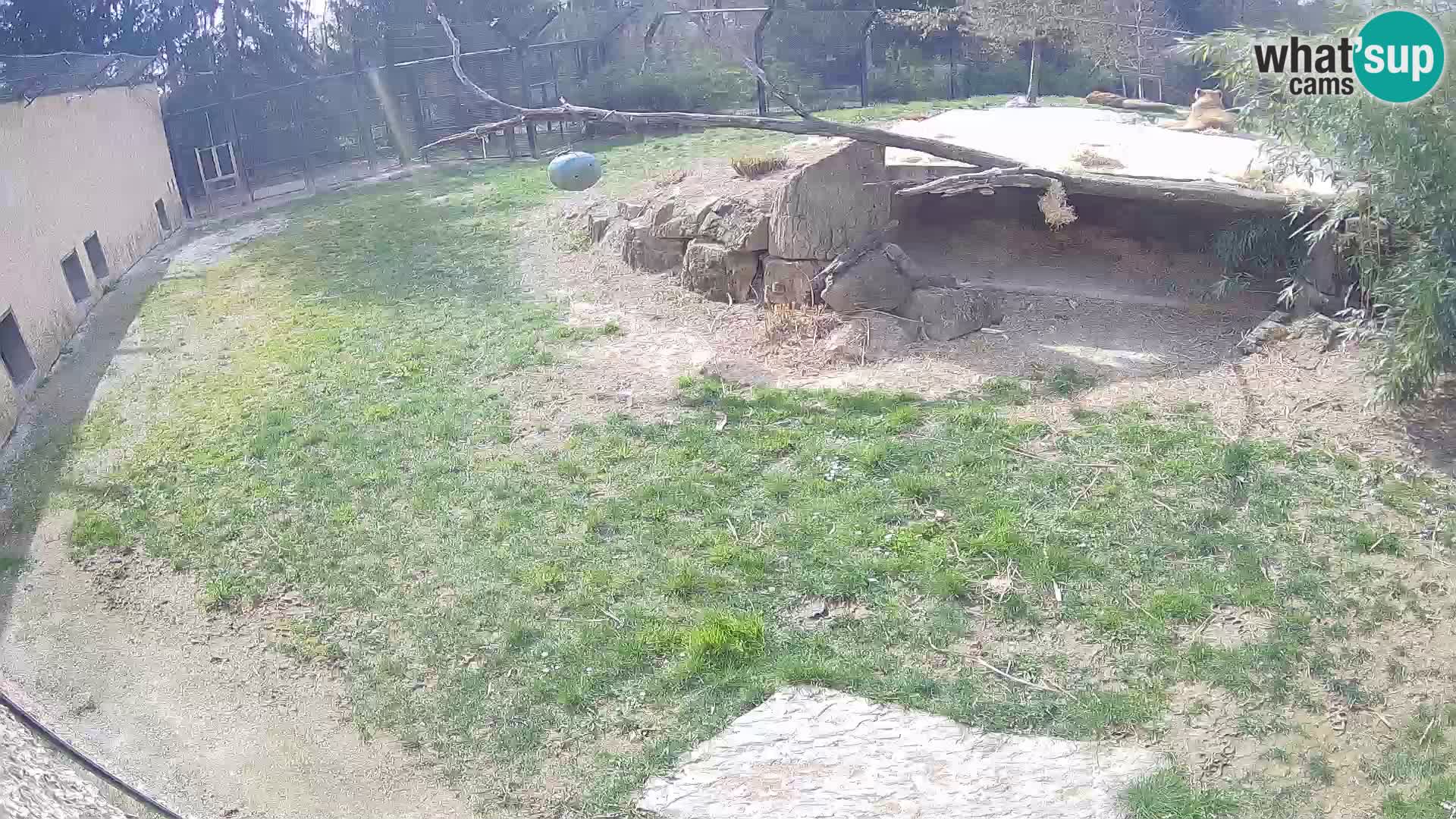 LEON Webcam en vivo en Ljubljana Zoo – Eslovenia