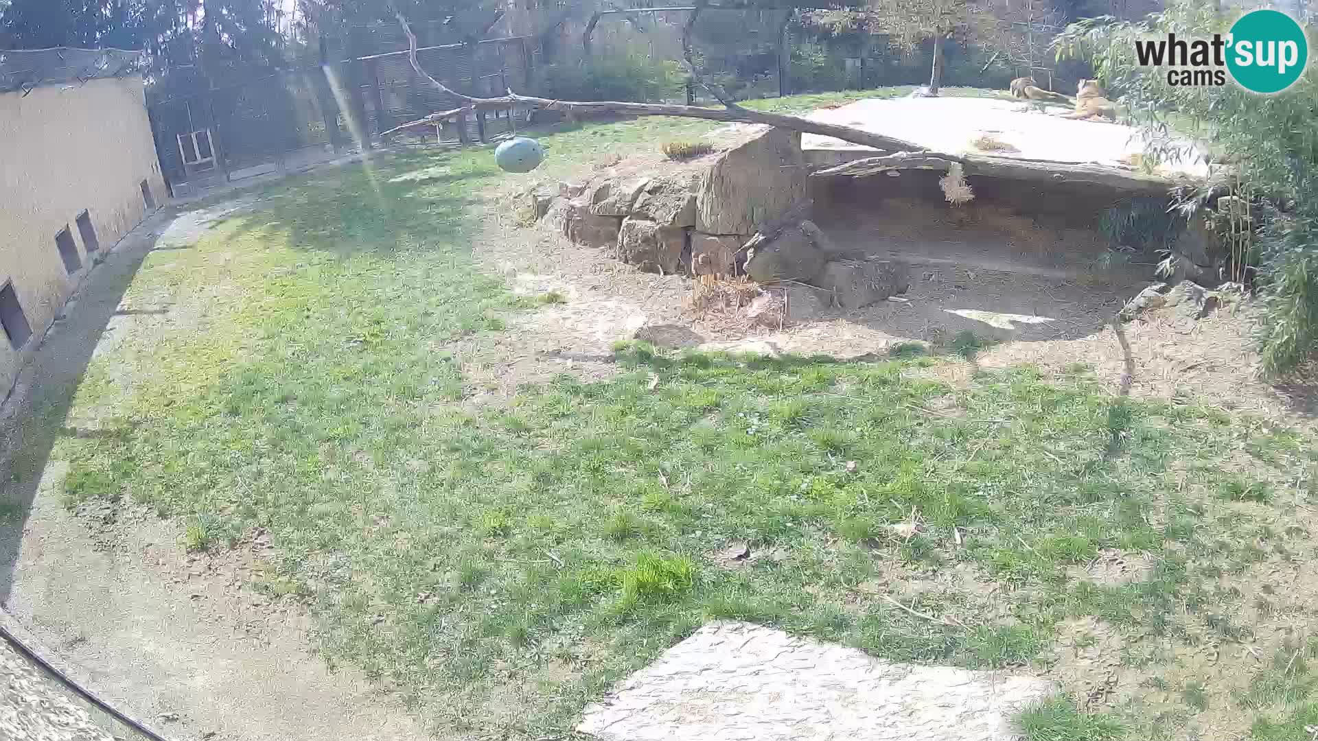 LEON Webcam en vivo en Ljubljana Zoo – Eslovenia