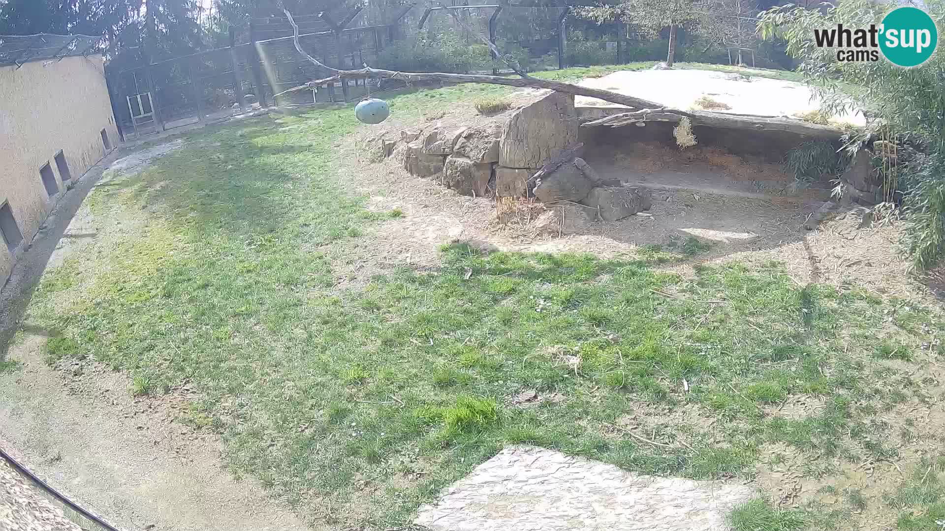 Löwe live Webcam im Zoo von Ljubljana – Slowenien