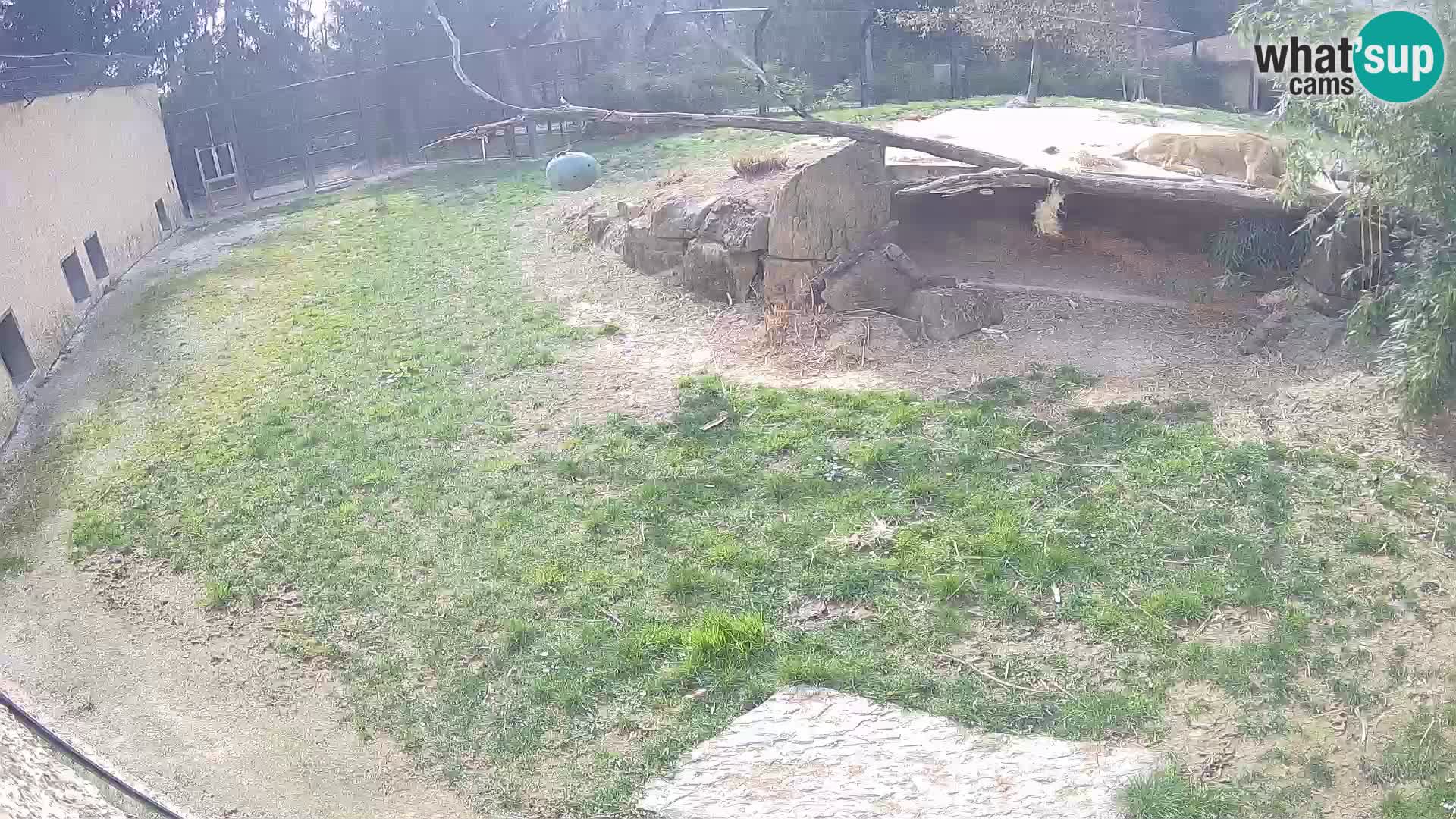 Löwe live Webcam im Zoo von Ljubljana – Slowenien