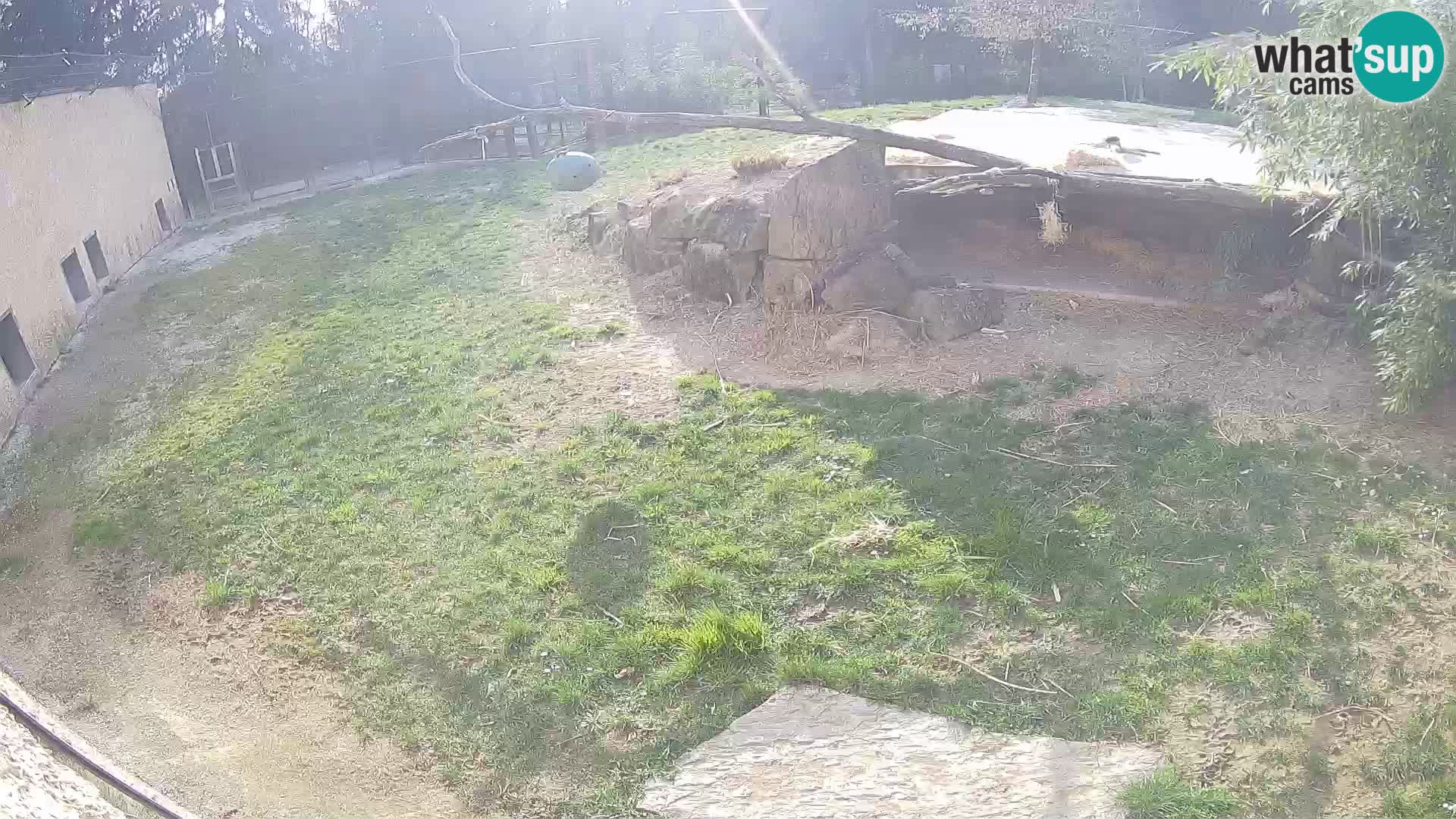LEON Webcam en vivo en Ljubljana Zoo – Eslovenia