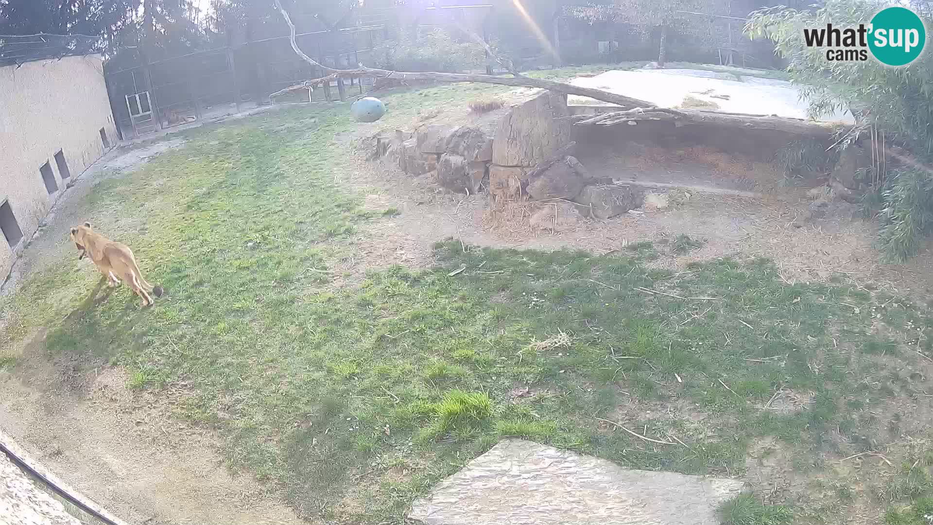 Lavovi web kamera uživo u ljubljanskom zoološkom vrtu – Slovenija