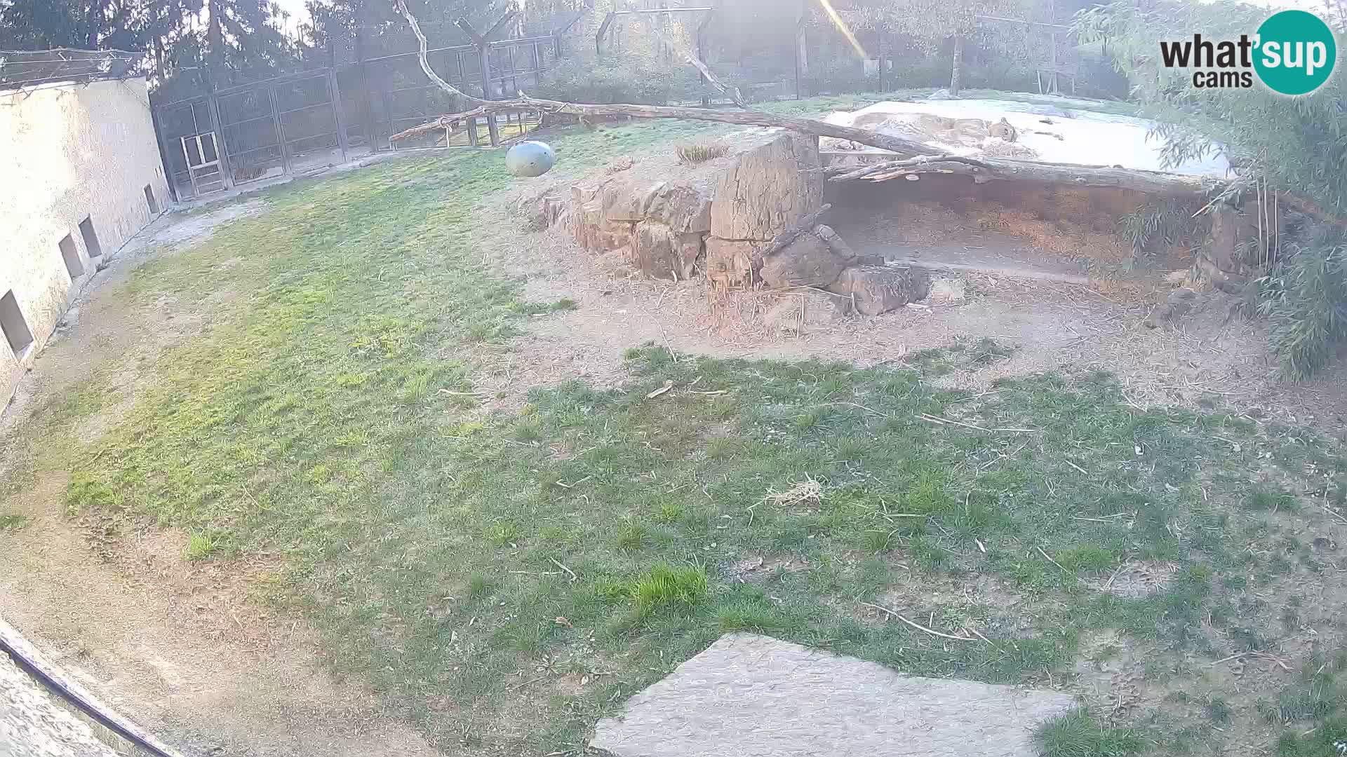 Lavovi web kamera uživo u ljubljanskom zoološkom vrtu – Slovenija