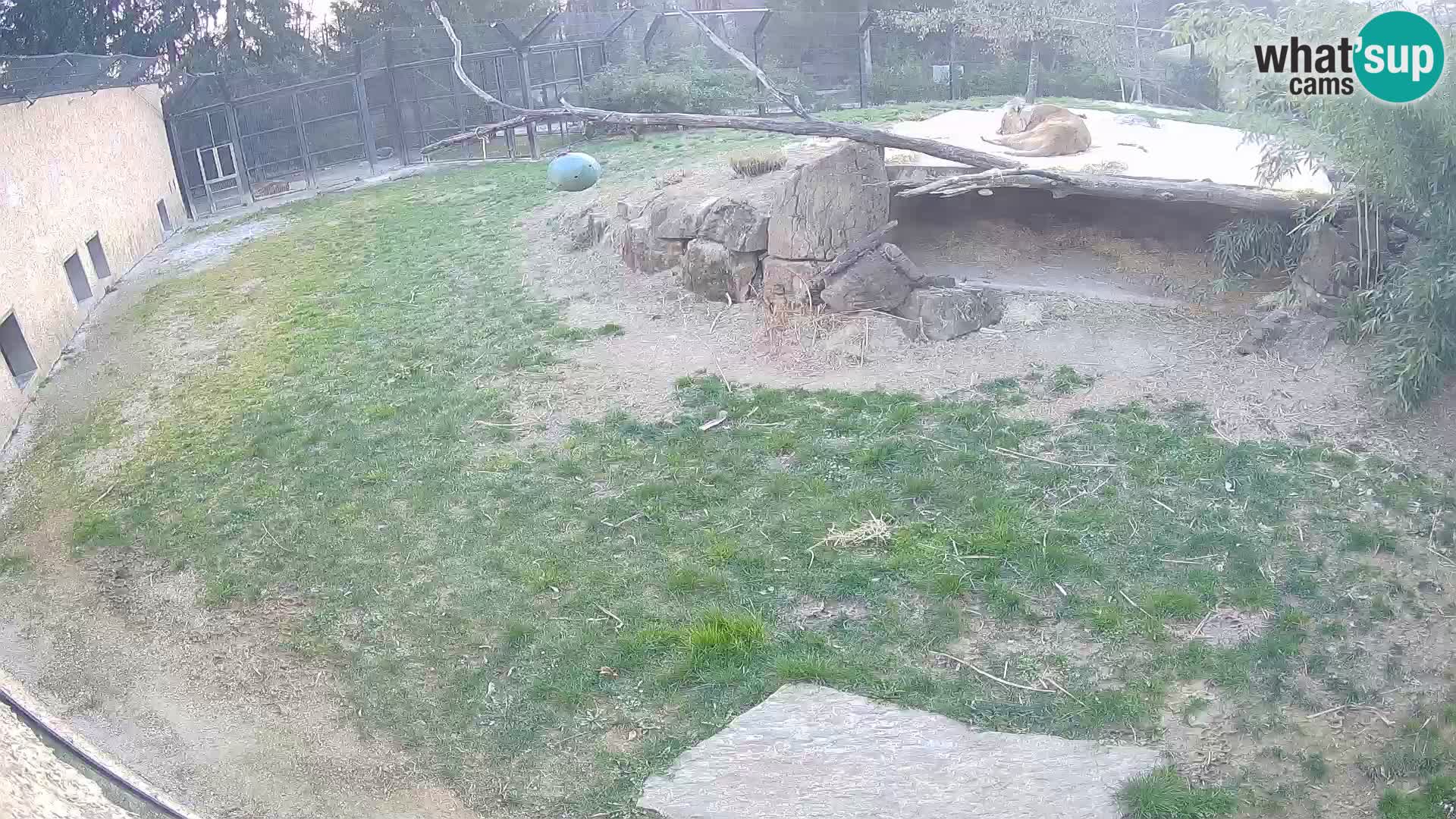 LION webcam en direct du zoo de Ljubljana – Slovénie