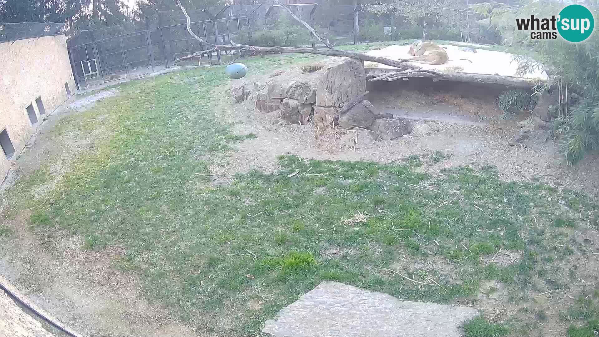 LEON Webcam en vivo en Ljubljana Zoo – Eslovenia