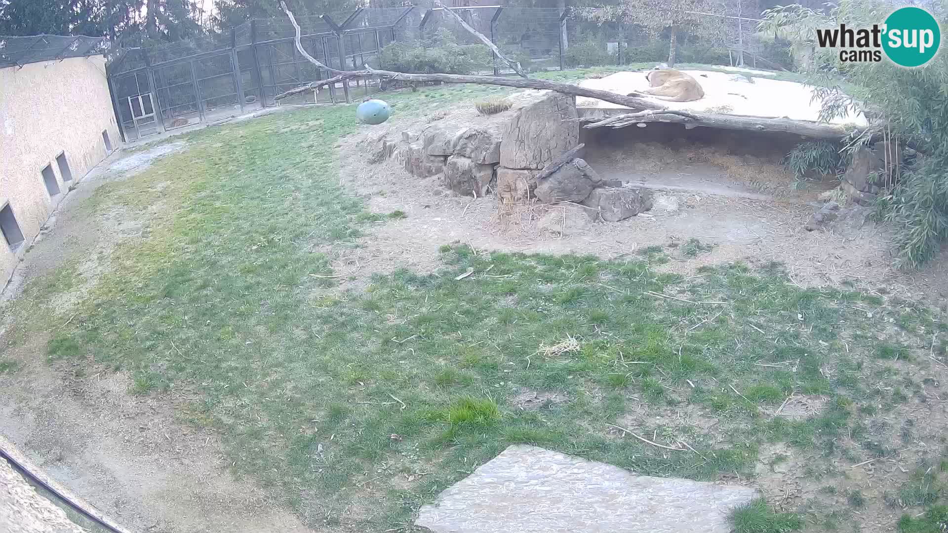 LEVI spletna kamera v živalskem vrtu Ljubljana Zoo