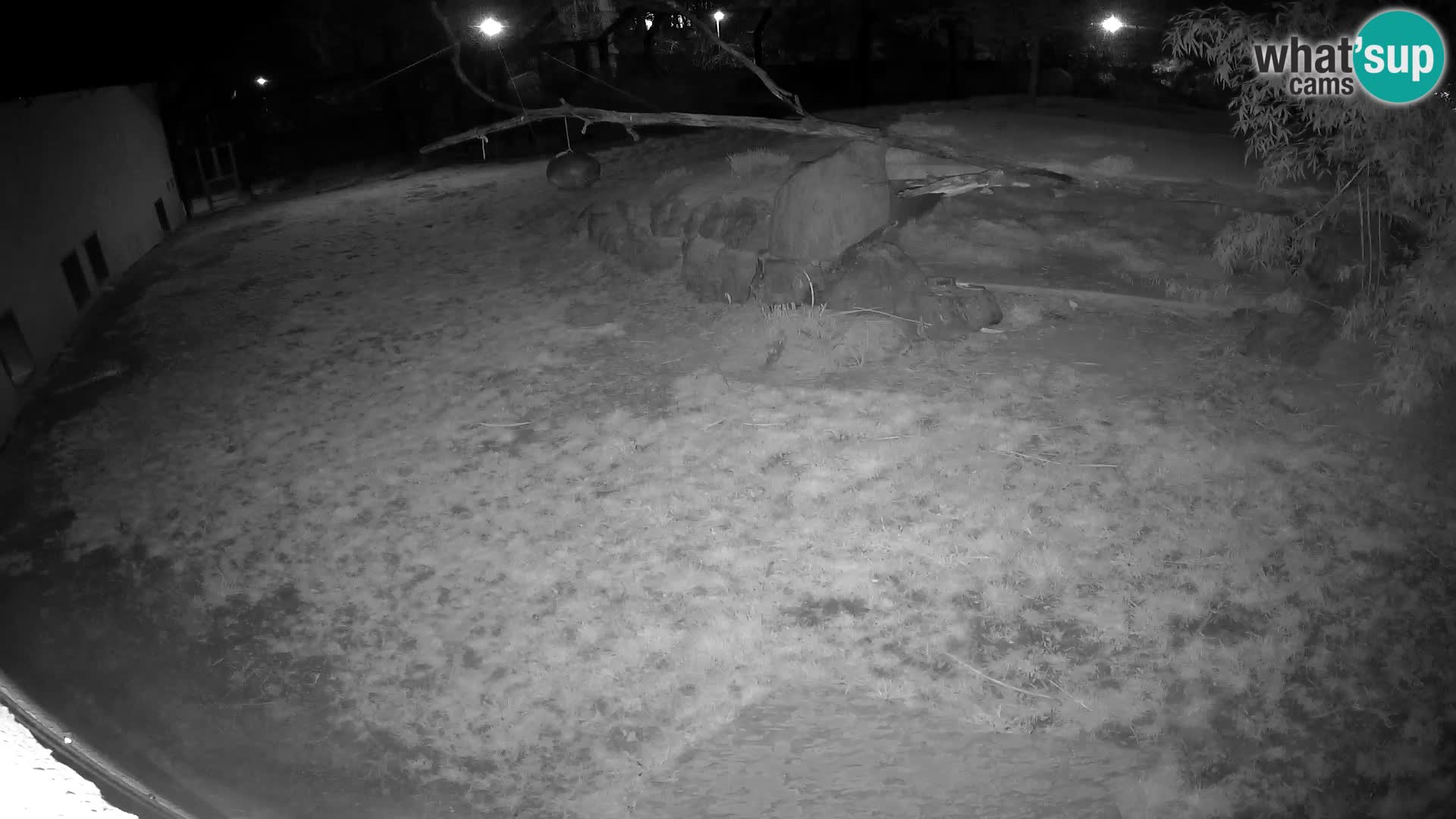 LION webcam en direct du zoo de Ljubljana – Slovénie