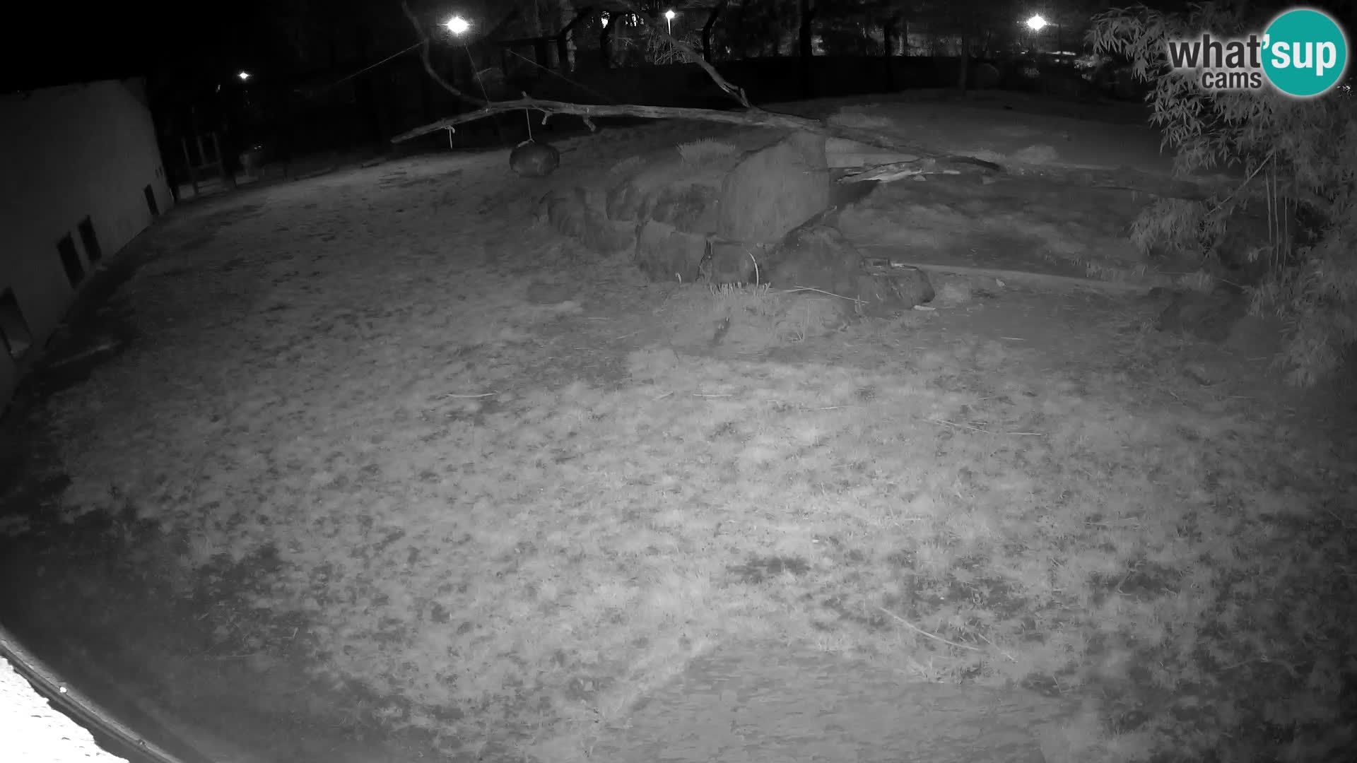 LEONE live Webcam nello zoo di Lubiana – Slovenia