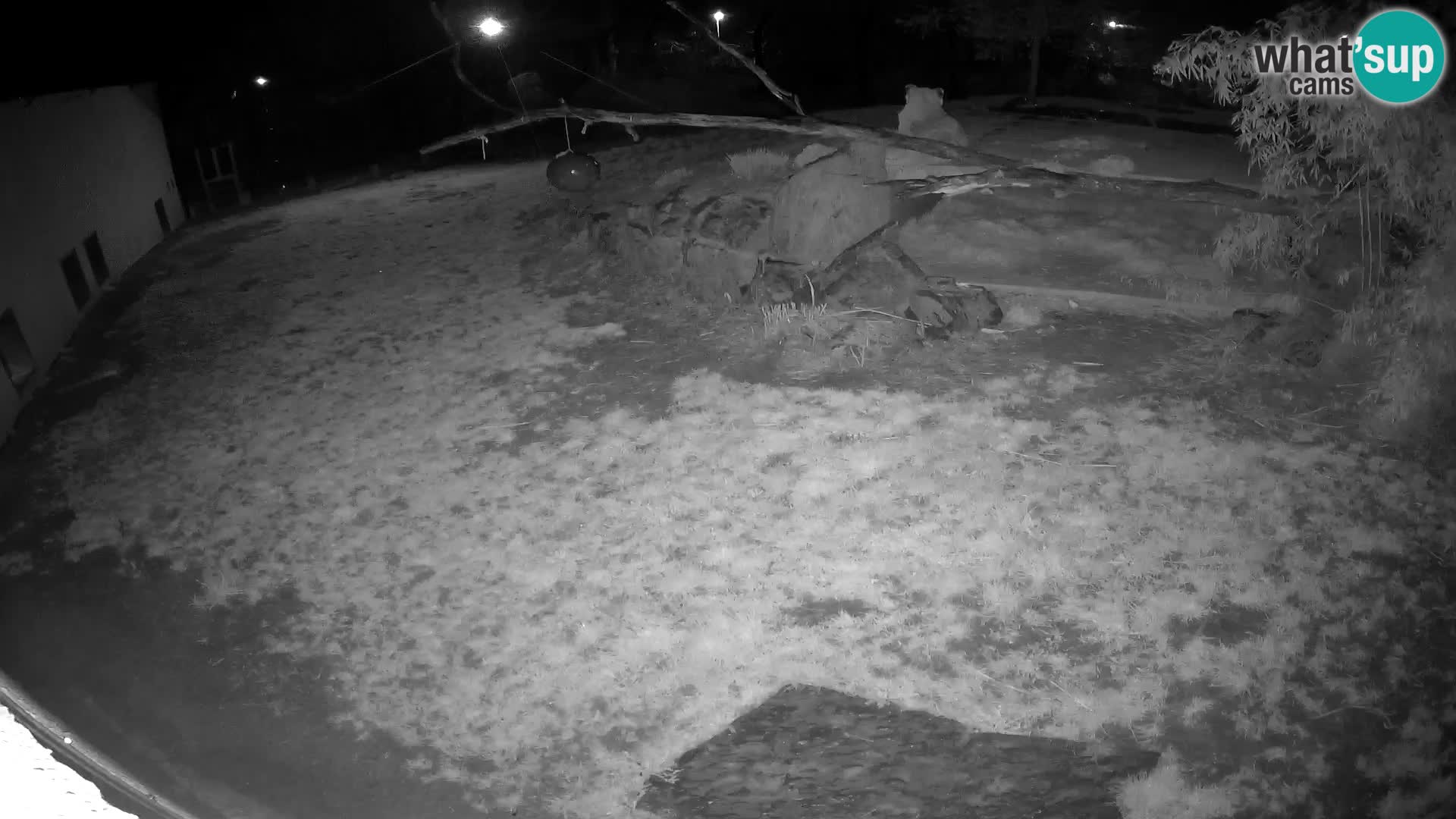 LEONE live Webcam nello zoo di Lubiana – Slovenia