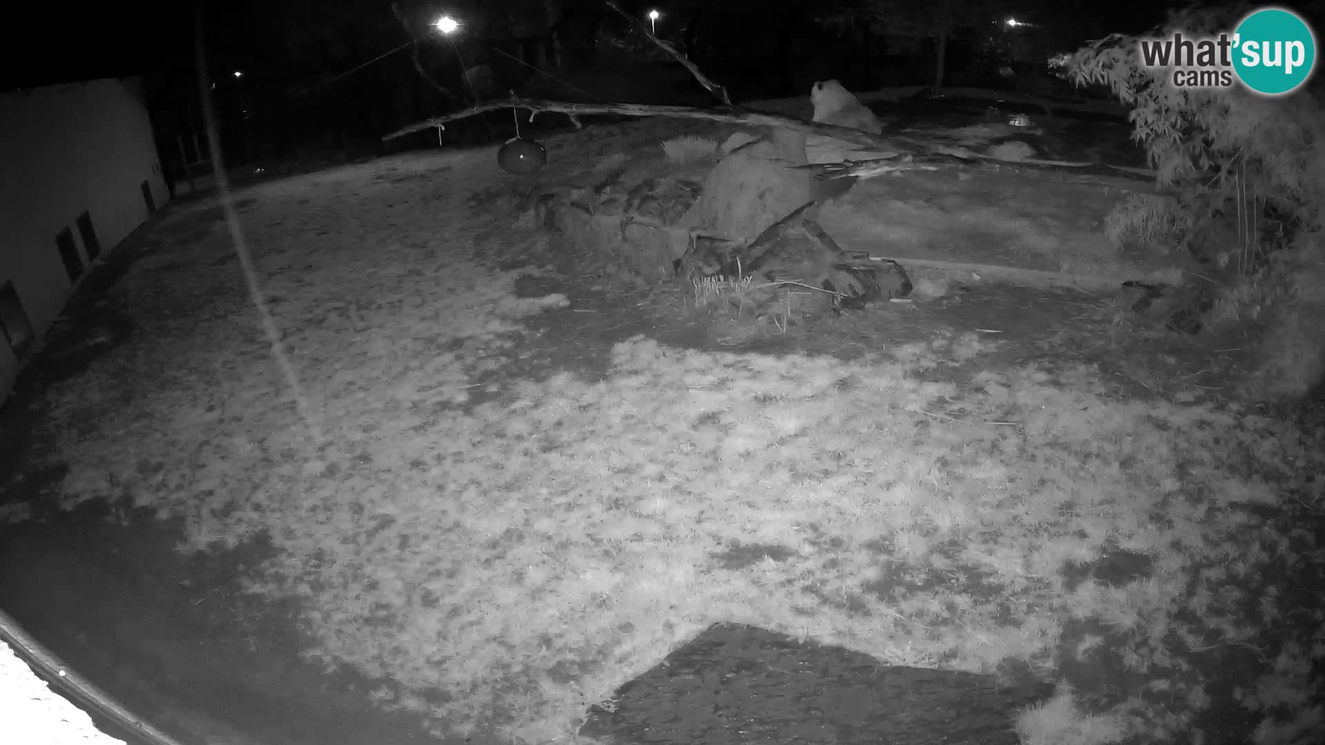 LION live Webcam in Ljubljana Zoo – Slovenia