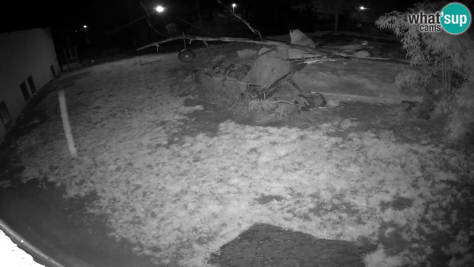 LION webcam en direct du zoo de Ljubljana – Slovénie