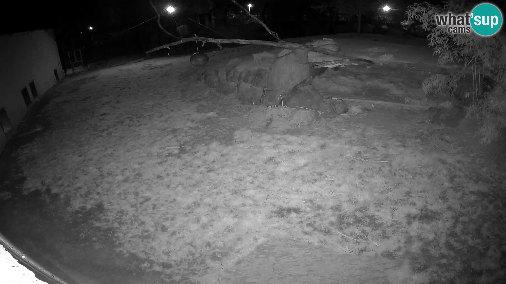 LEONE live Webcam nello zoo di Lubiana – Slovenia