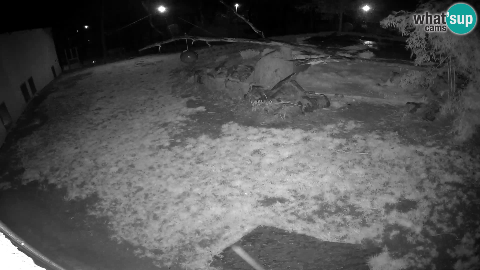 LEON Webcam en vivo en Ljubljana Zoo – Eslovenia