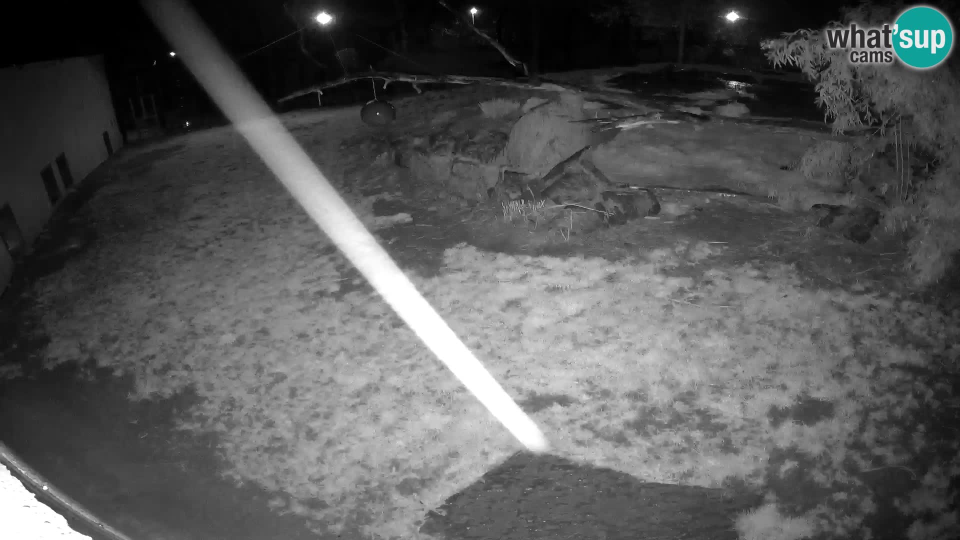 Löwe live Webcam im Zoo von Ljubljana – Slowenien