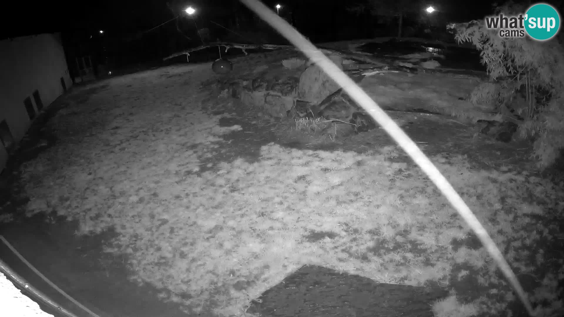 LEVI spletna kamera v živalskem vrtu Ljubljana Zoo