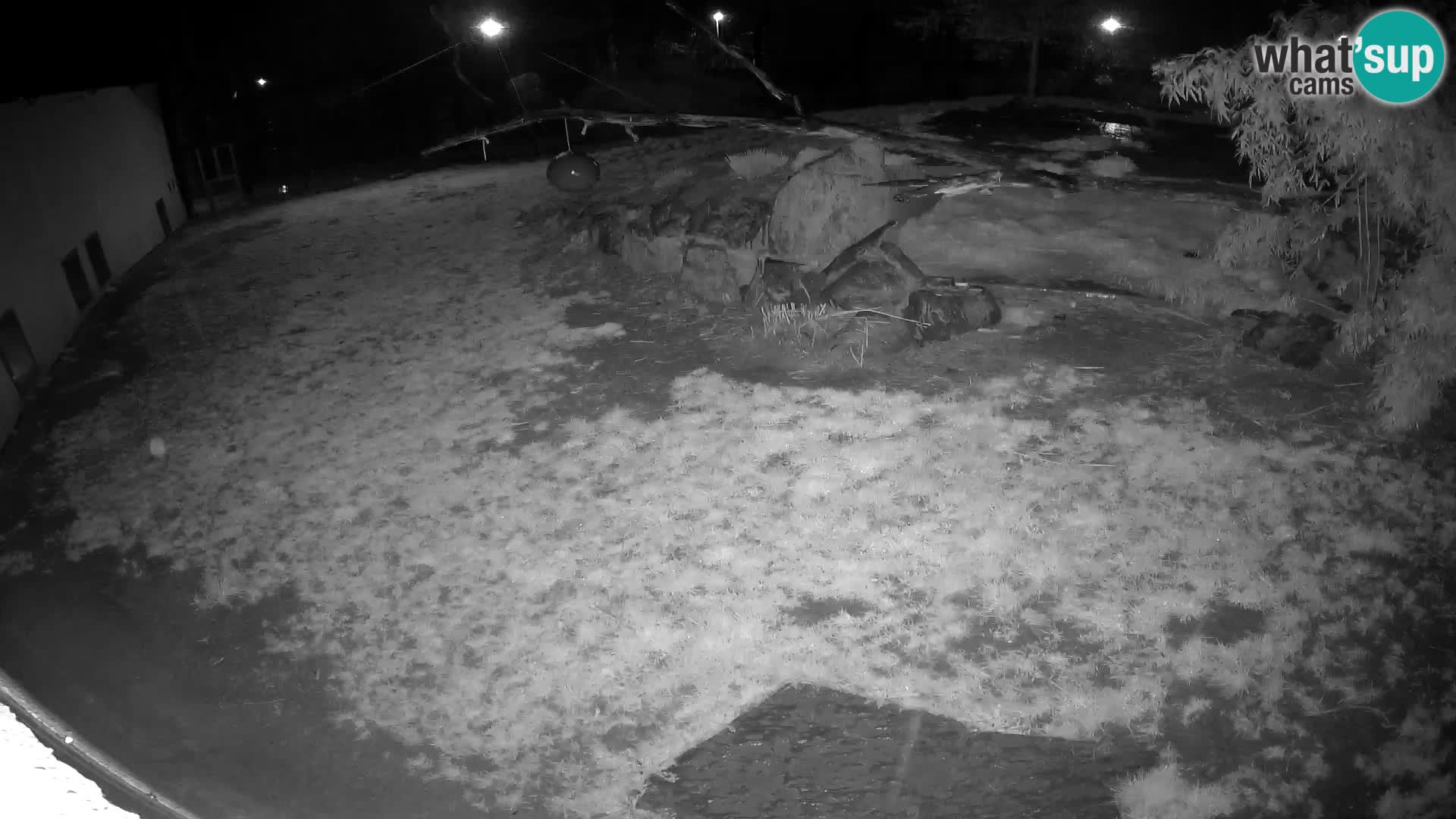 Löwe live Webcam im Zoo von Ljubljana – Slowenien