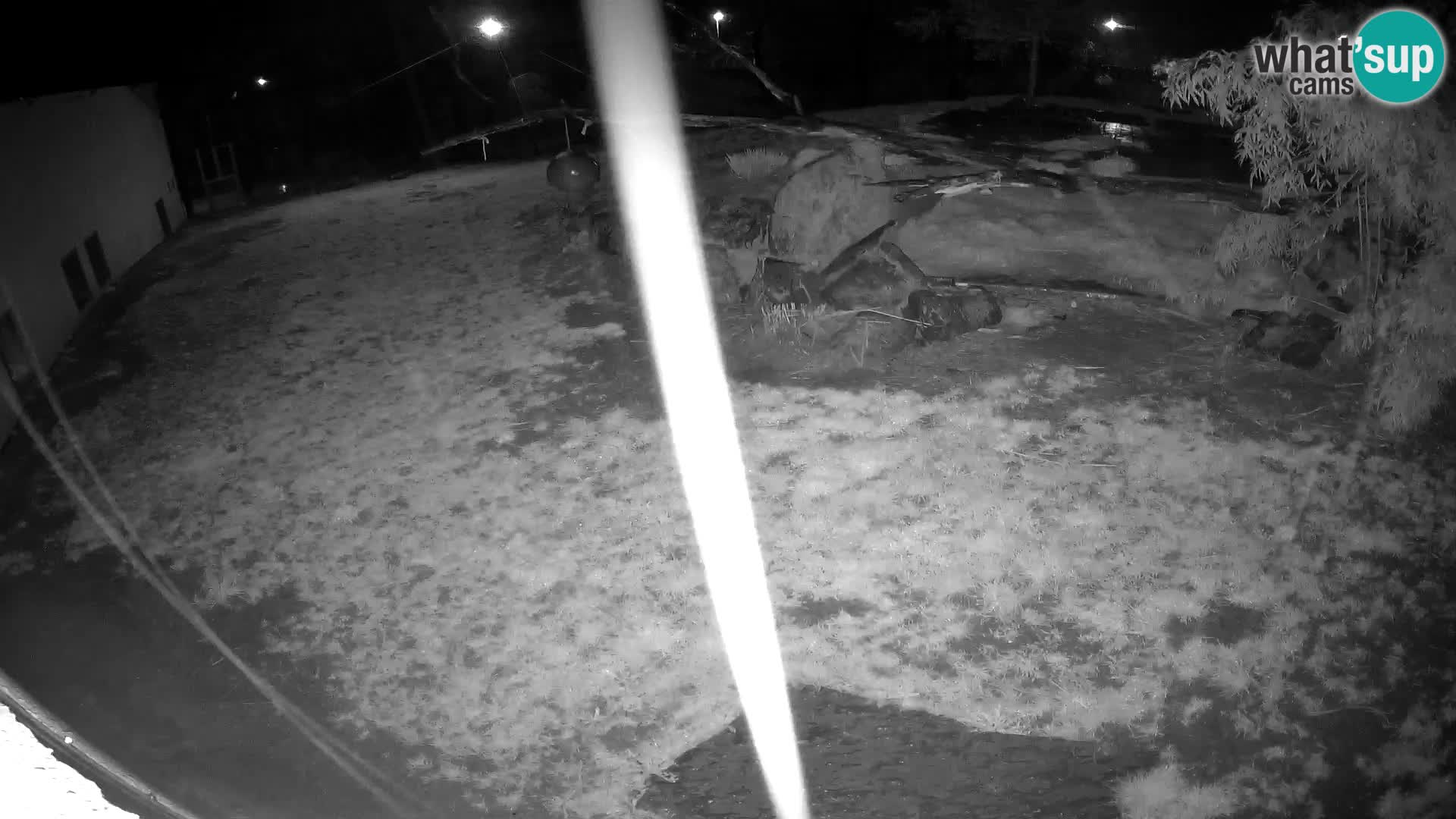 LION webcam en direct du zoo de Ljubljana – Slovénie