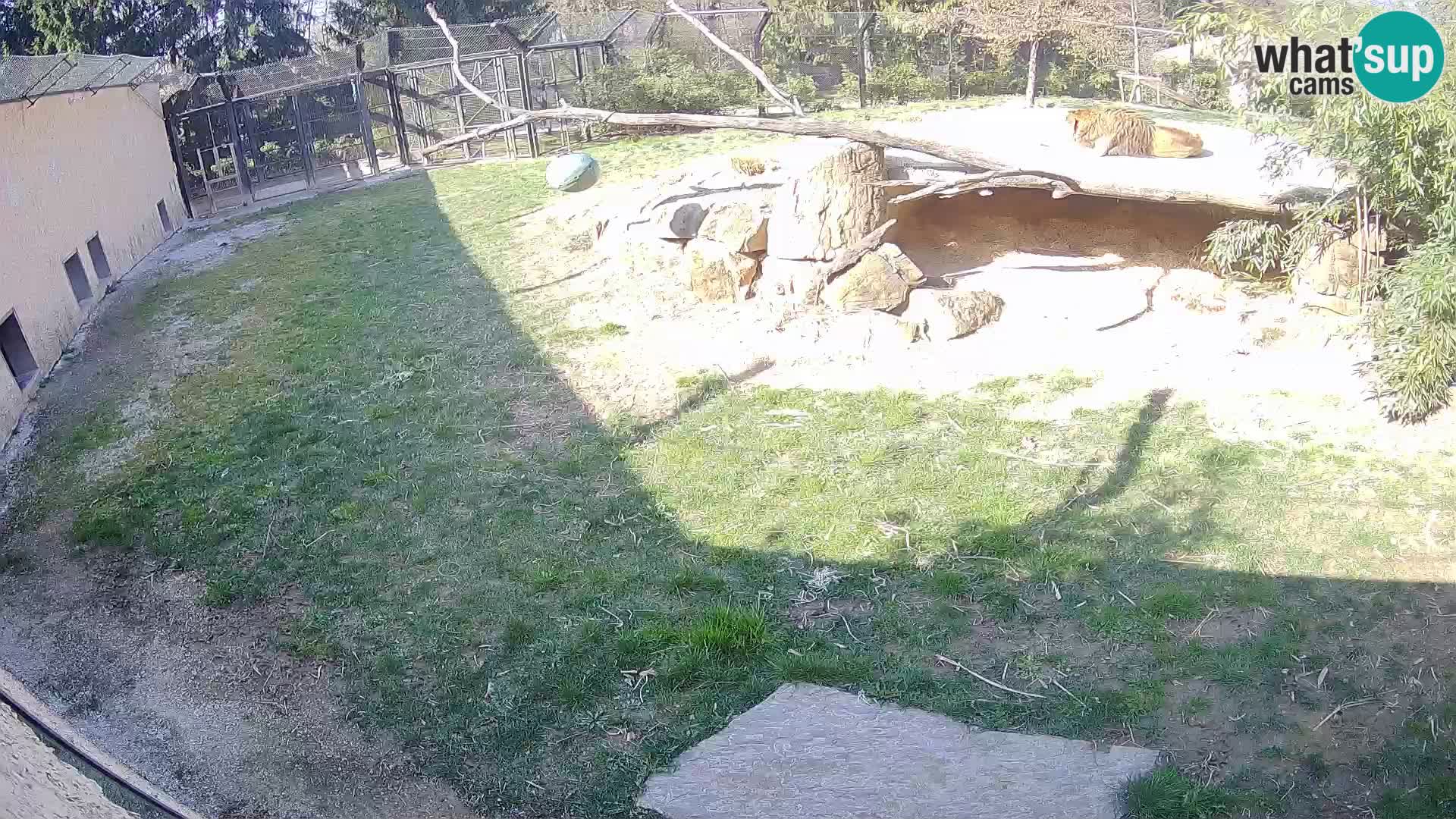 LEONE live Webcam nello zoo di Lubiana – Slovenia