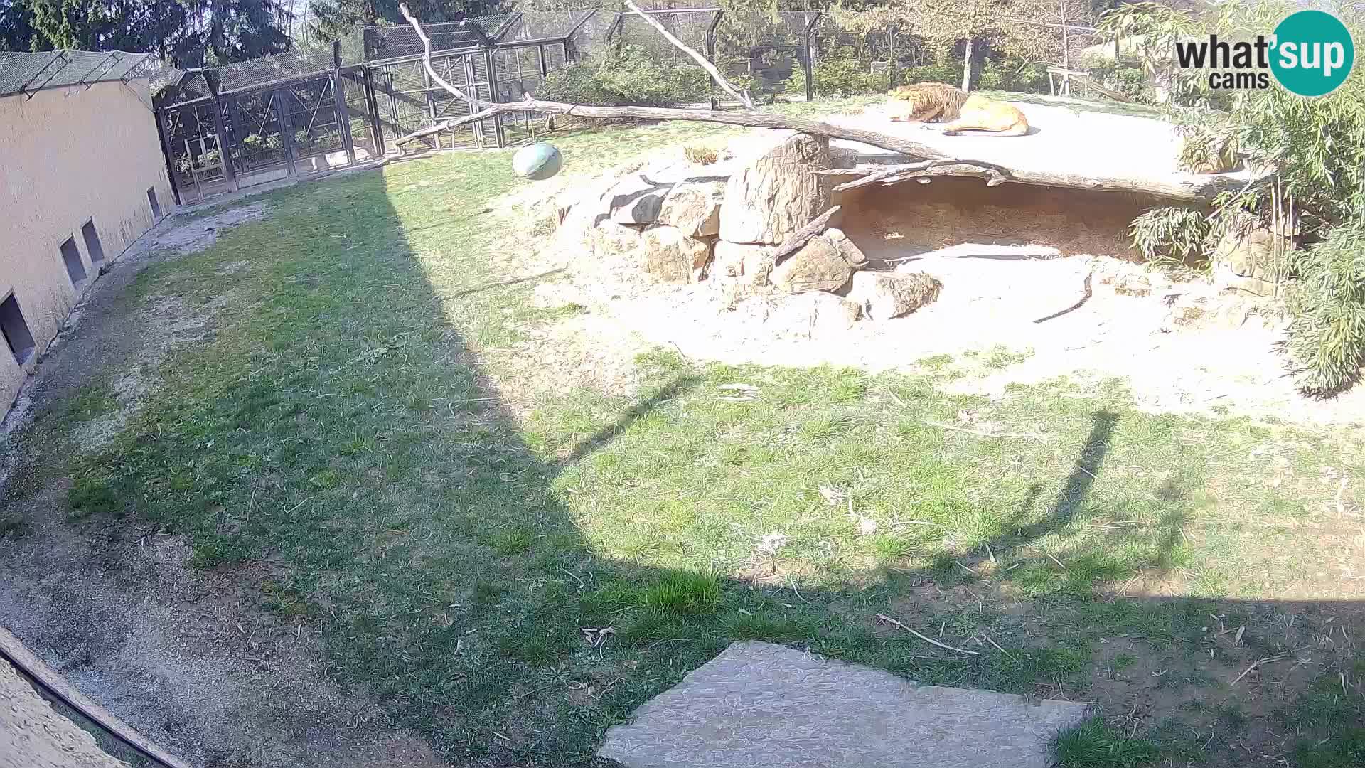 LION live Webcam in Ljubljana Zoo – Slovenia