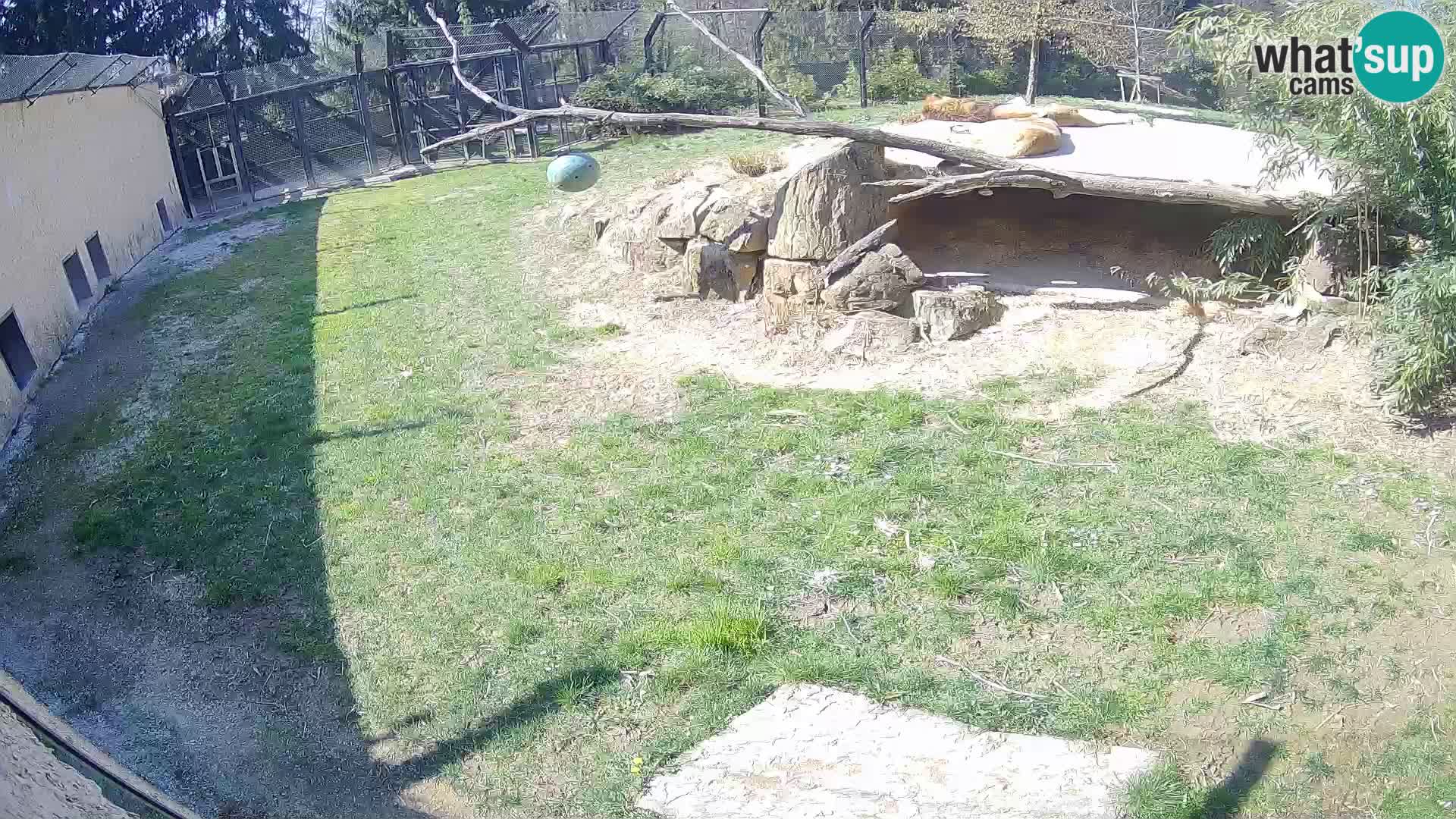 LION live Webcam in Ljubljana Zoo – Slovenia