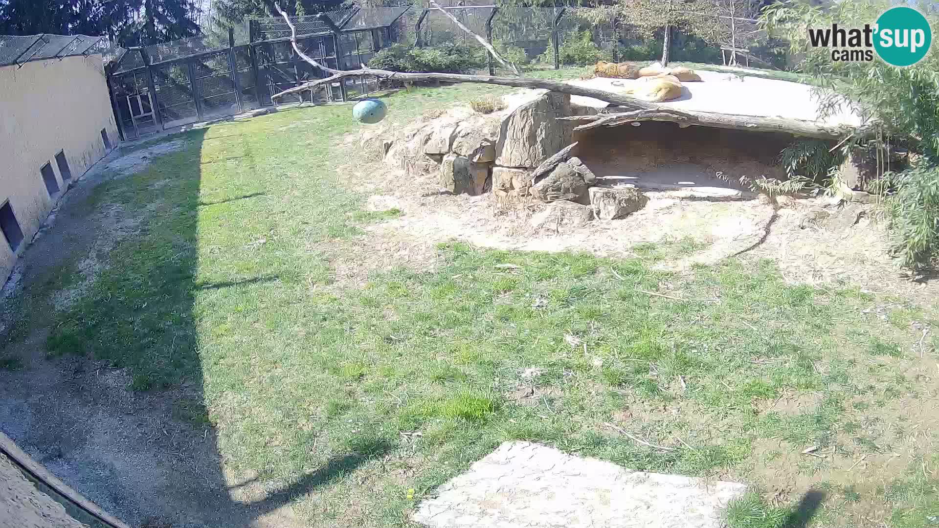 LION live Webcam in Ljubljana Zoo – Slovenia