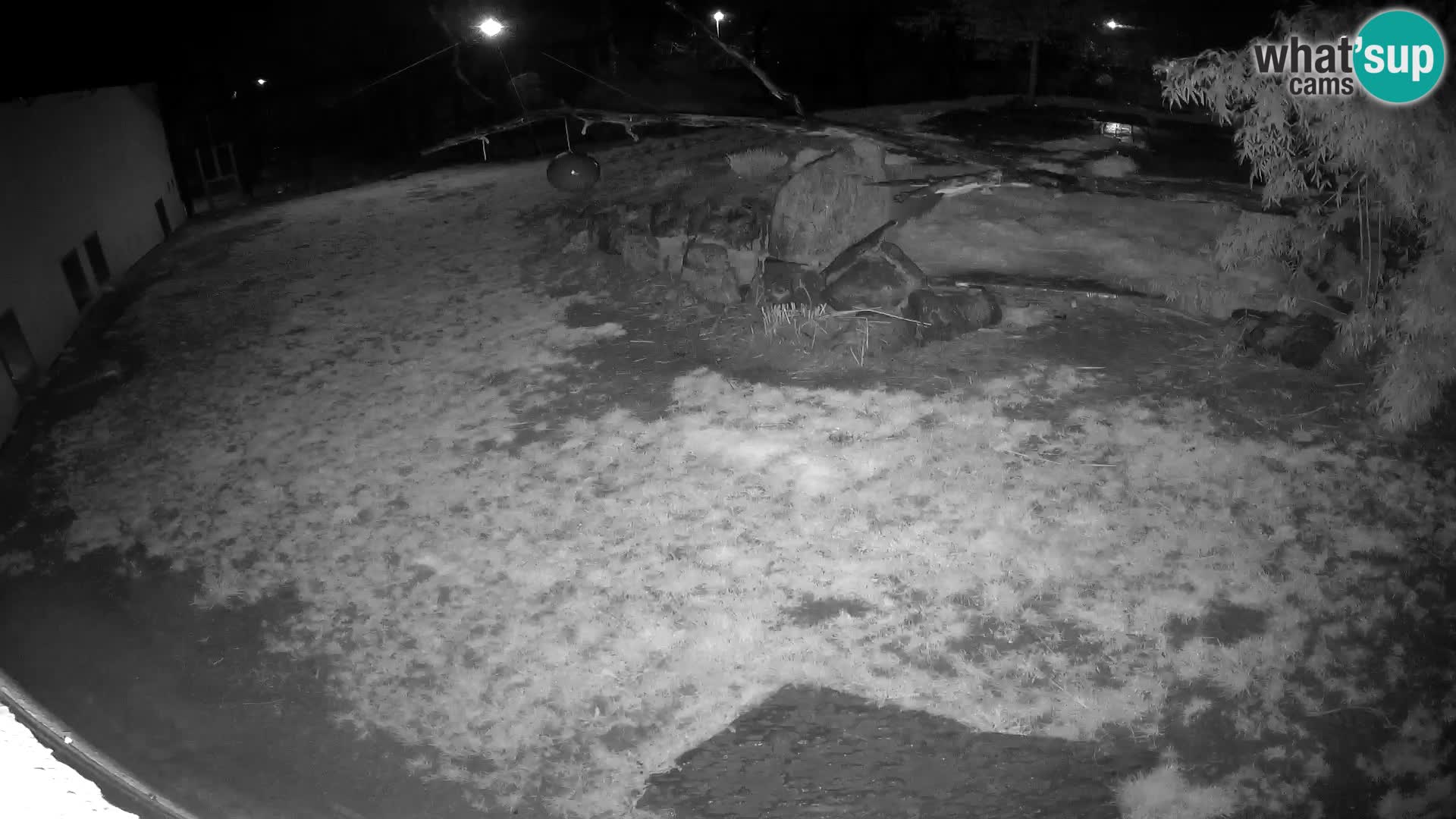 LION live Webcam in Ljubljana Zoo – Slovenia