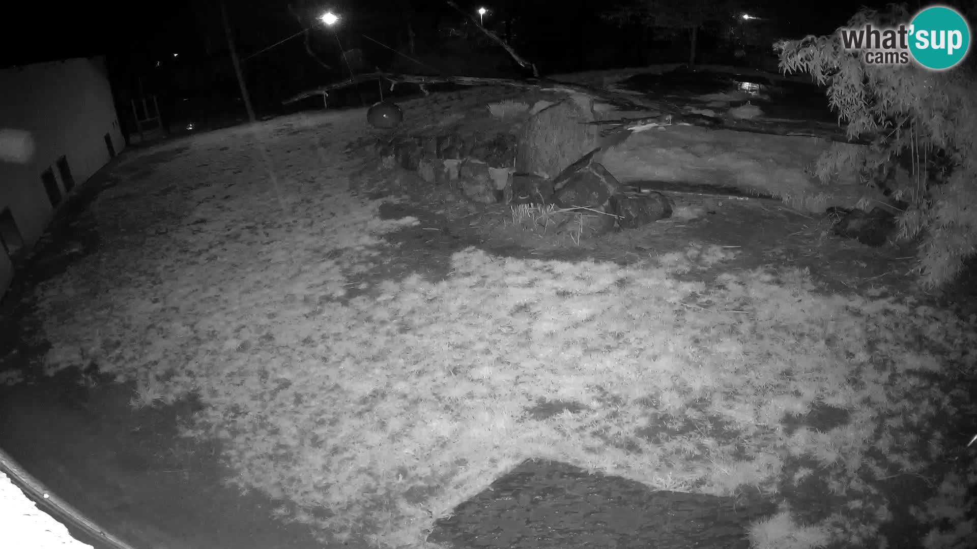 LEONE live Webcam nello zoo di Lubiana – Slovenia