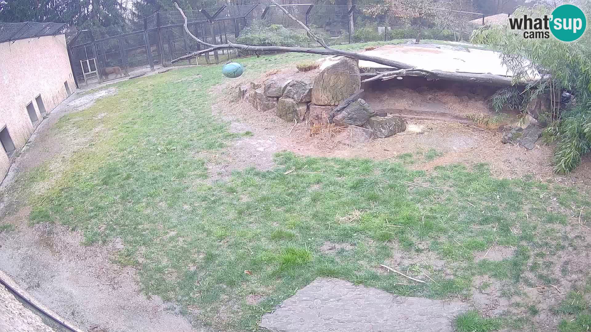 LEON Webcam en vivo en Ljubljana Zoo – Eslovenia